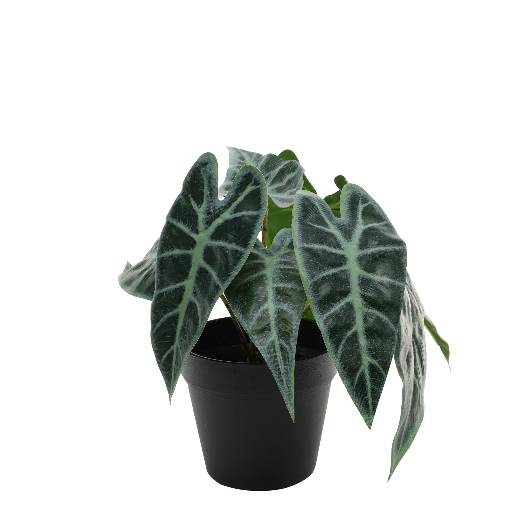 View Caladium Potted House Plant 23cm information