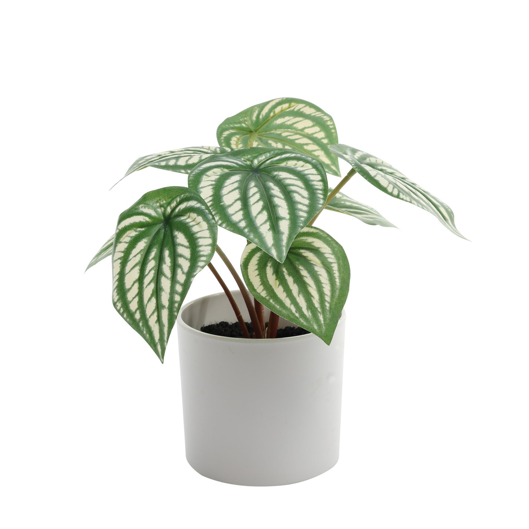 View Calathea Potted House Plant 20cm information