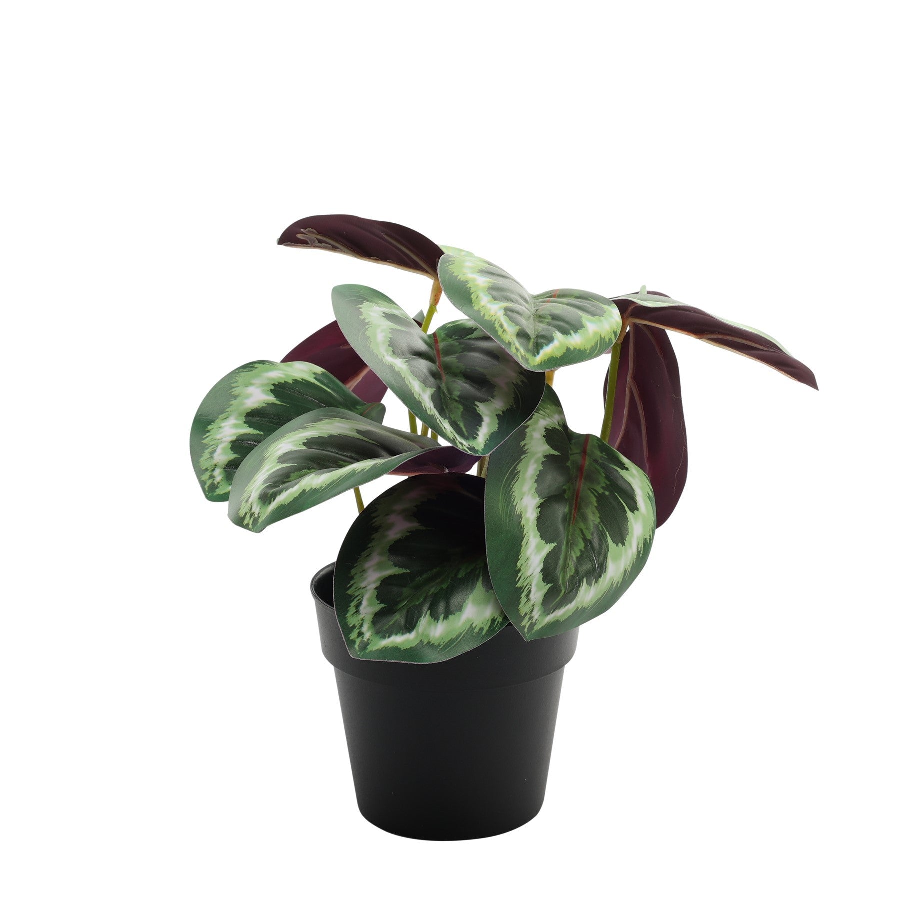 View Calathea Potted House Plant 22cm information