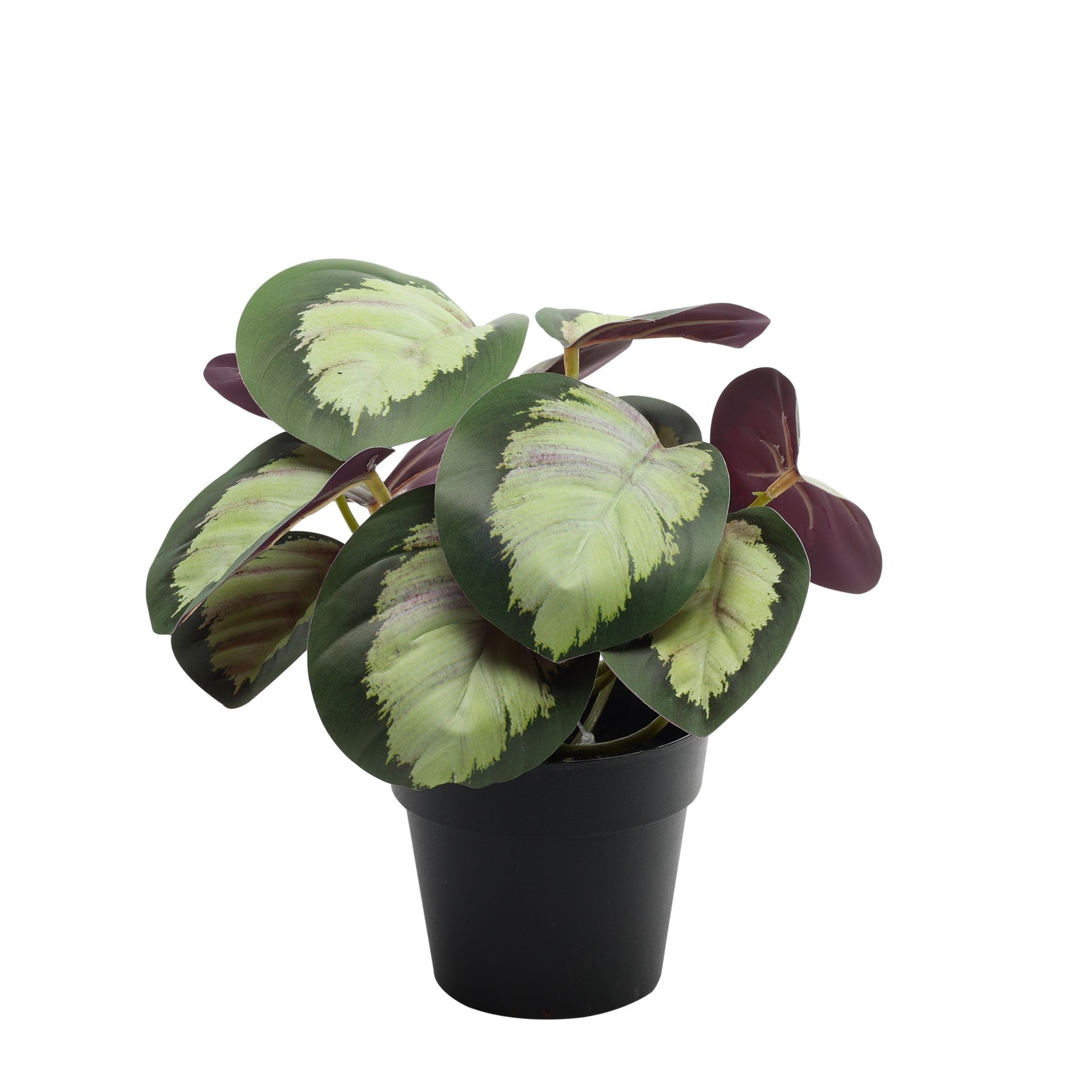 View Potted Calathea House Plant 22cm information