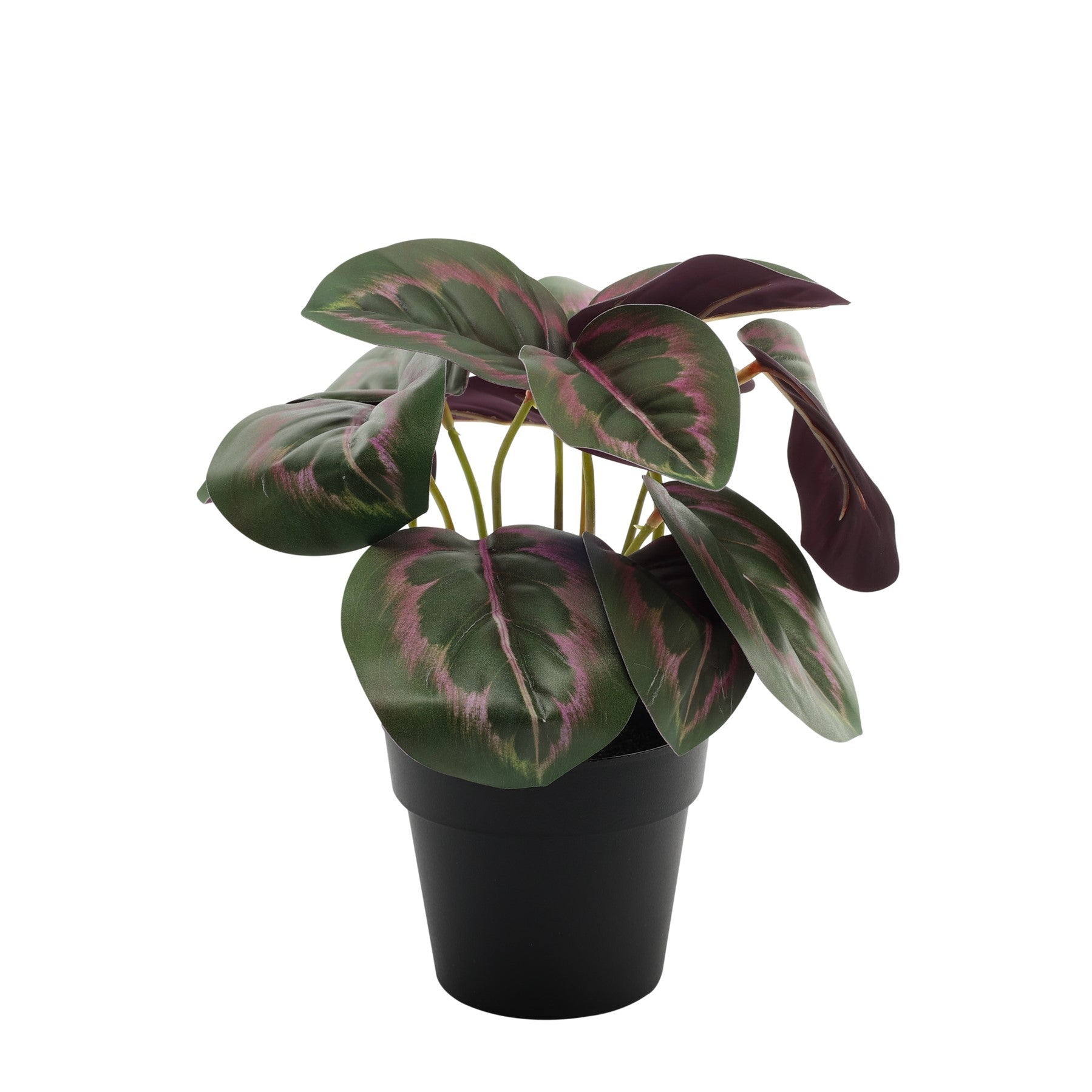 View Dark Calathea Potted House Plant 22cm information