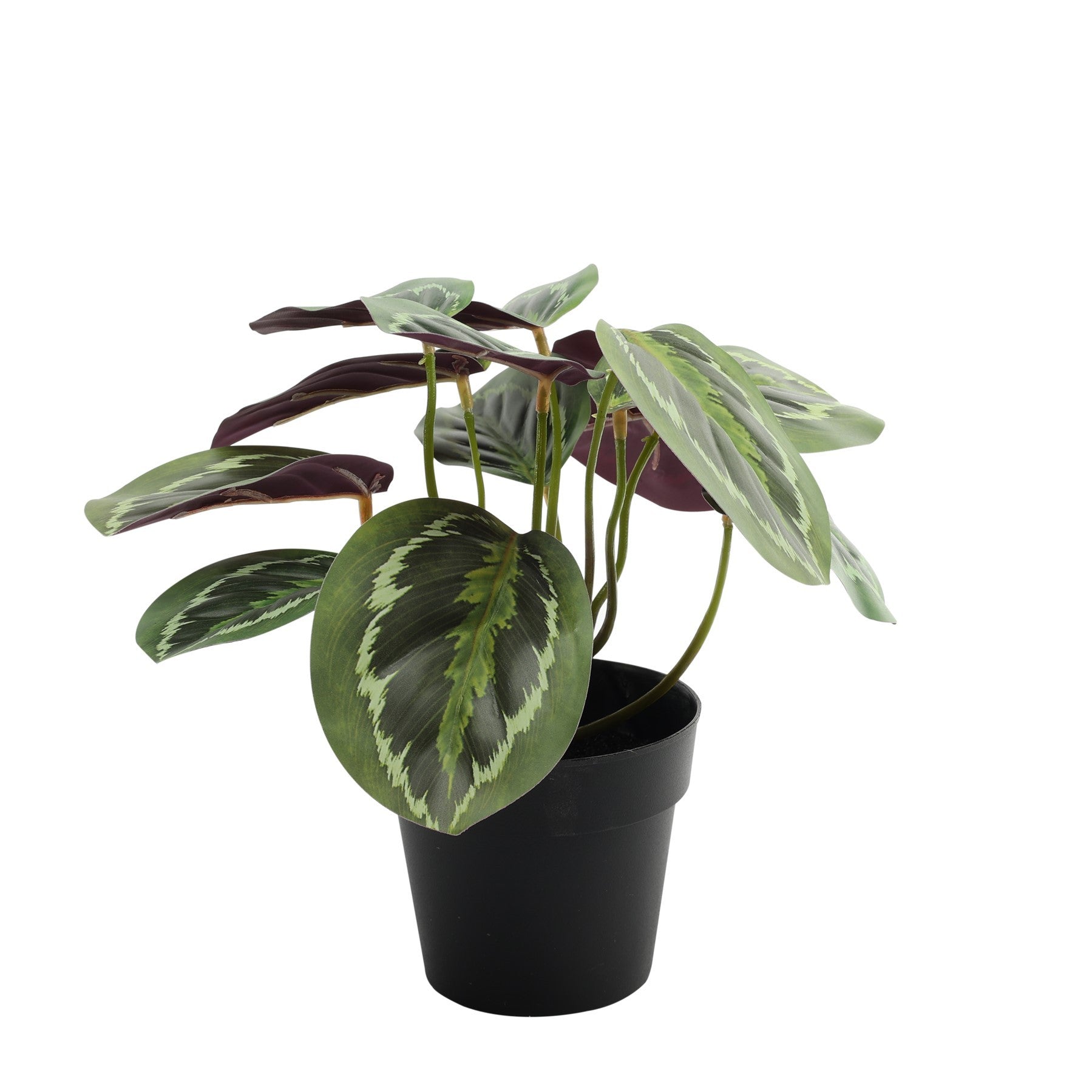 View Calathea House Plant Potted 22cm information