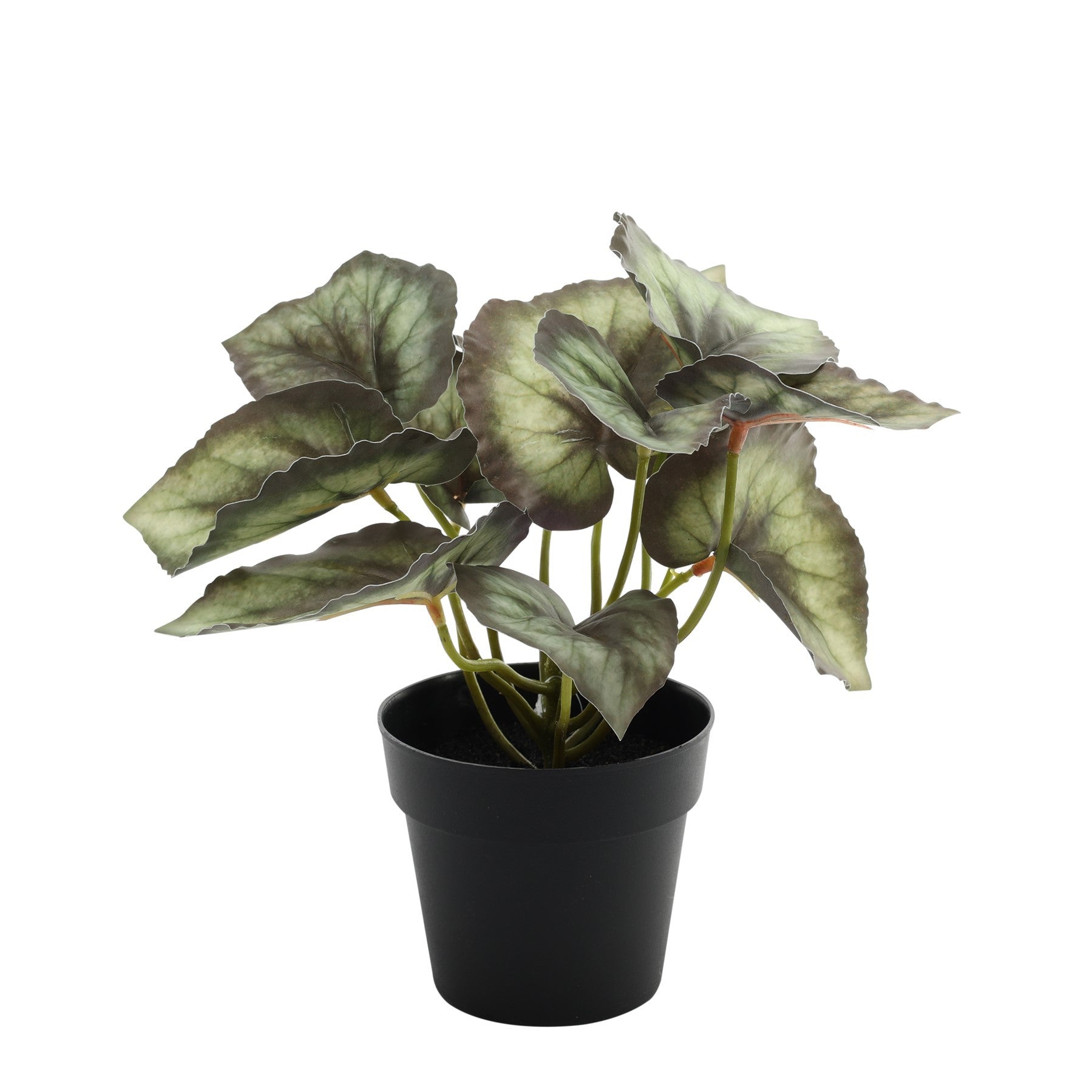 View Begonia Potted House Plant 22cm information