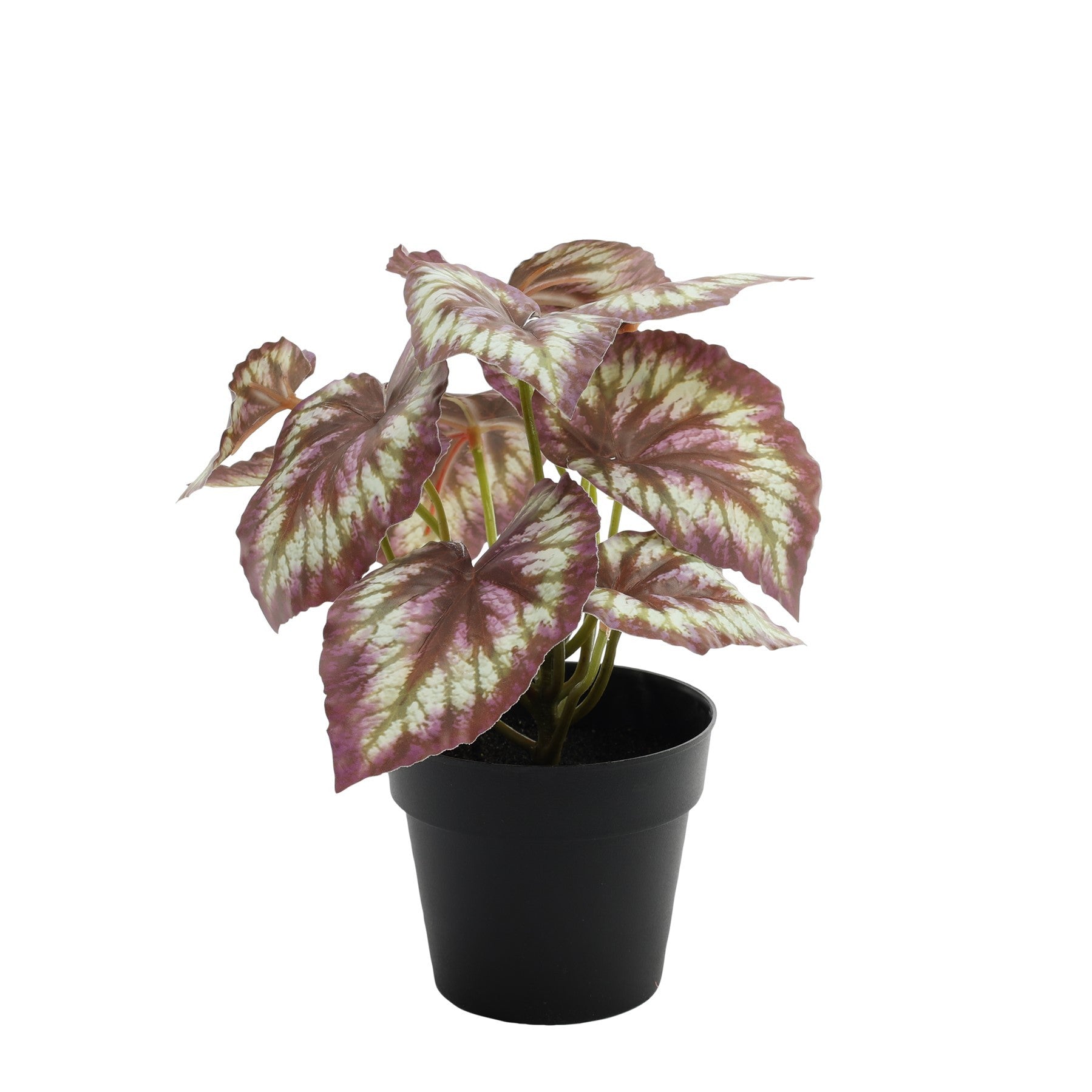 View Red Leafed Begonia Potted House Plant 22cm information