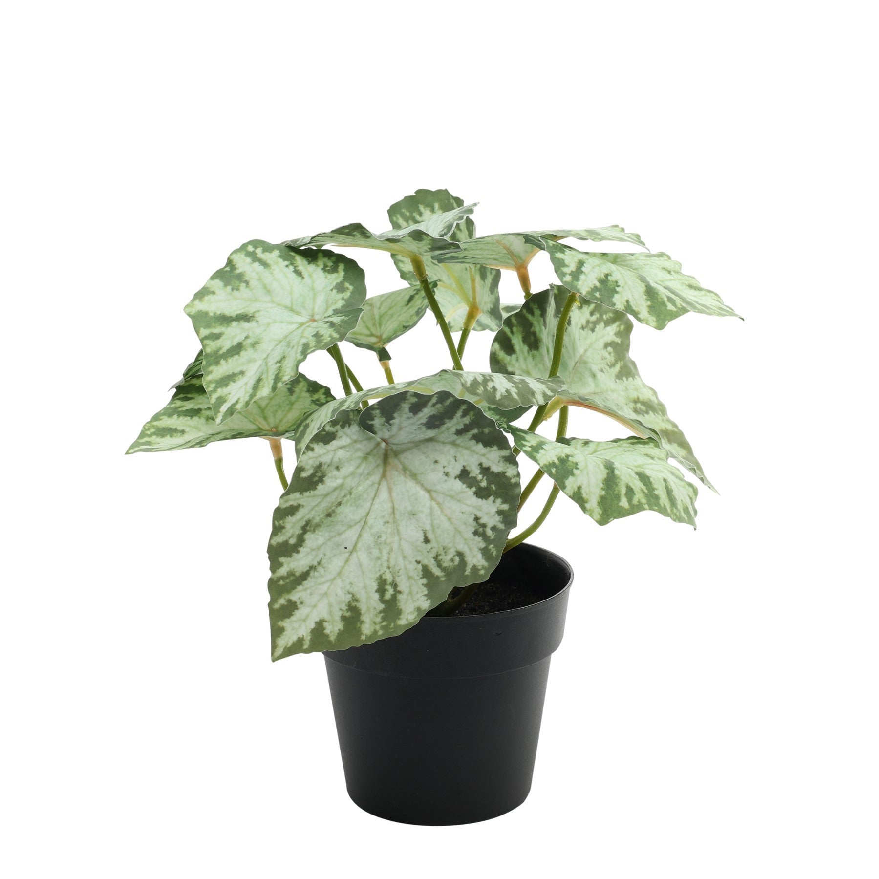 View Lighted Leafed Begonia Potted House Plant 22cm information