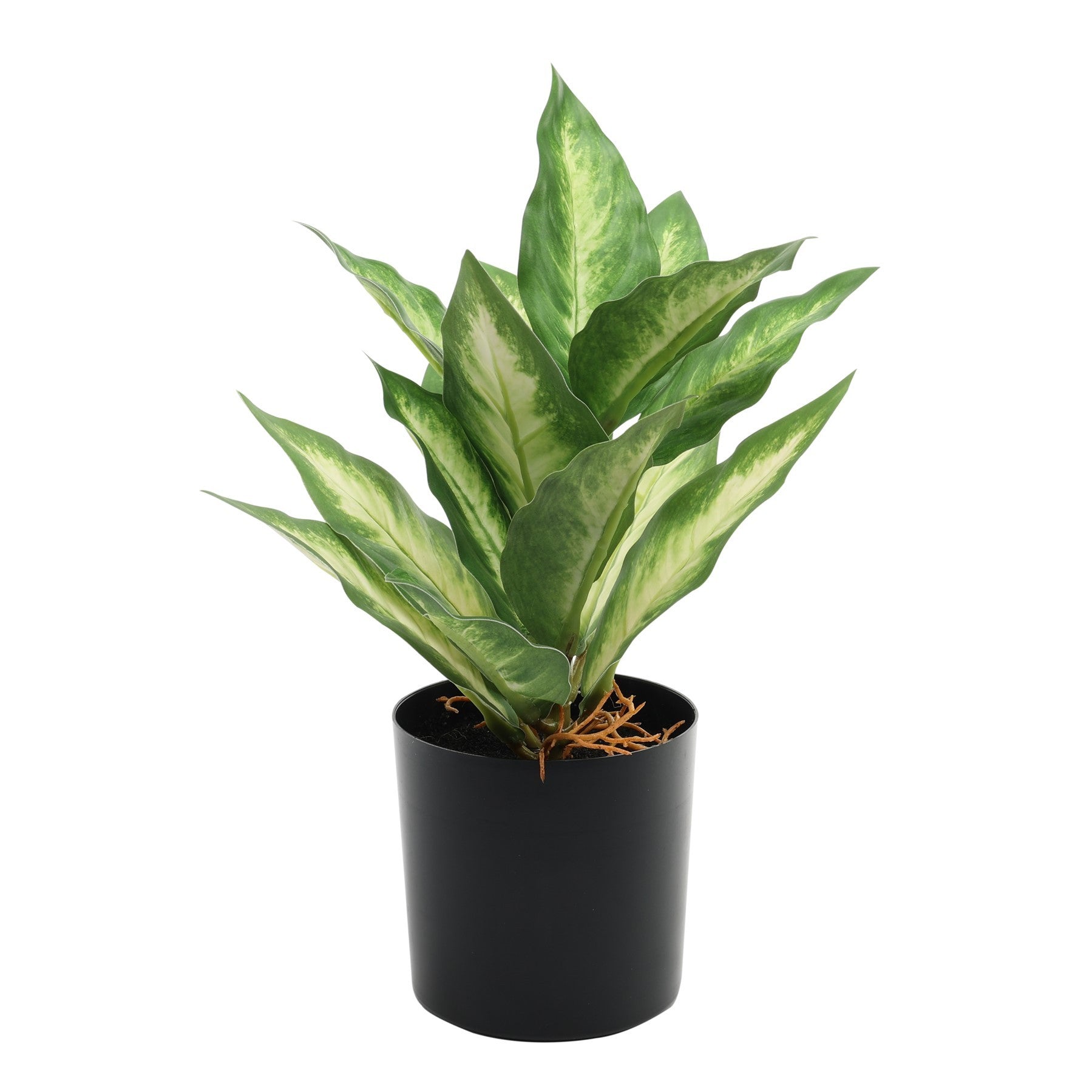 View Dieffenbachia Potted House Plant 20cm information