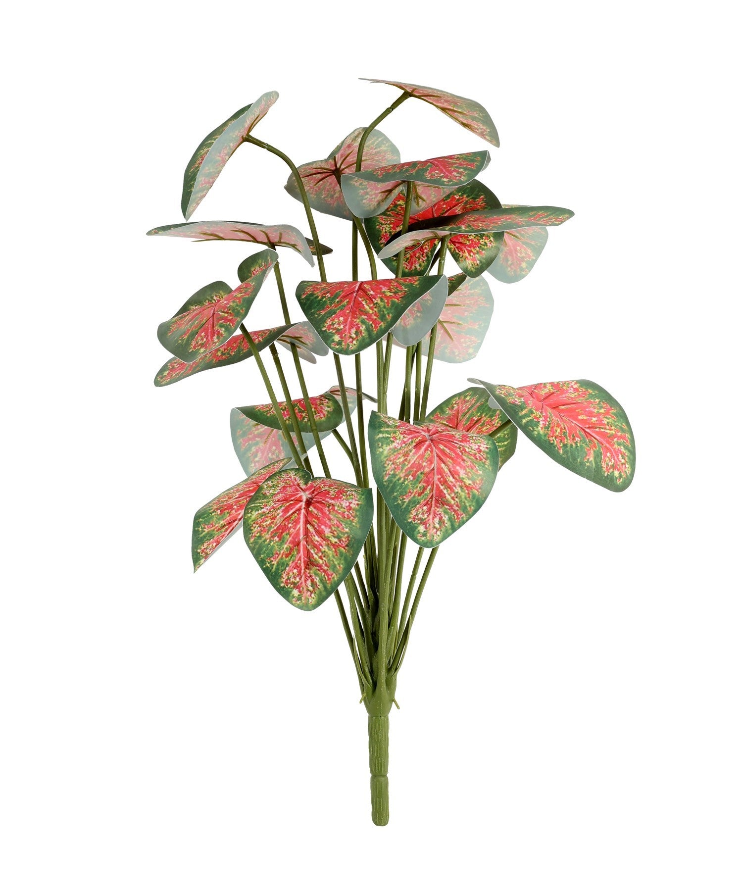 View Caladium Houseplant 46cm information