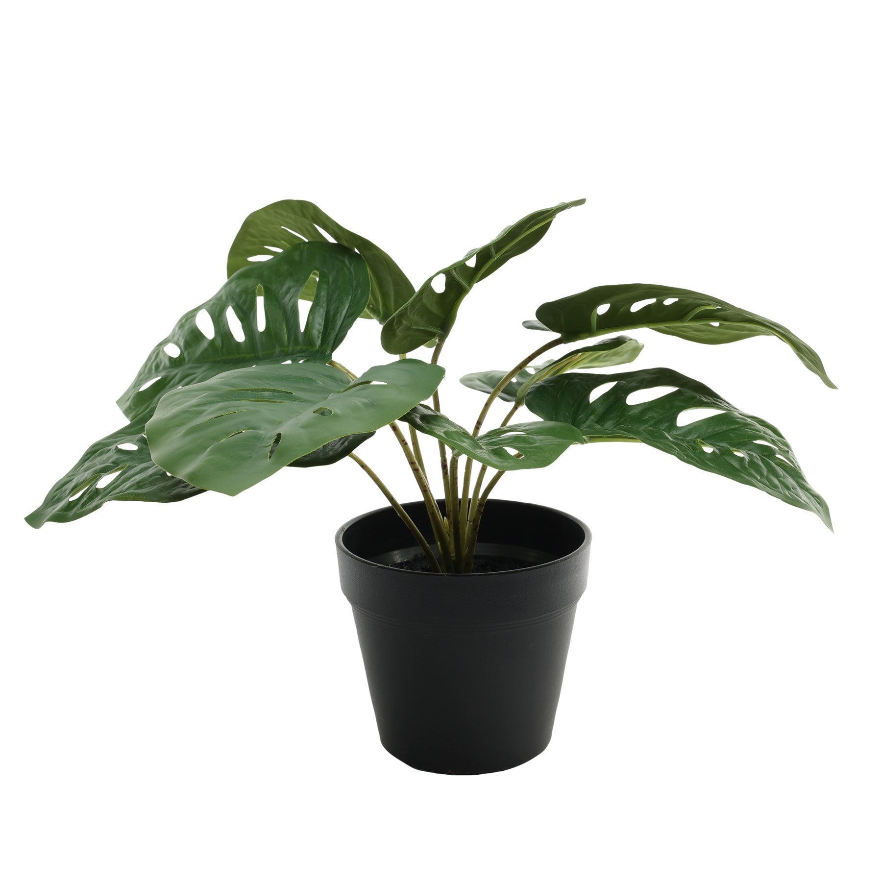 View Monstera Potted House Plant 30cm information