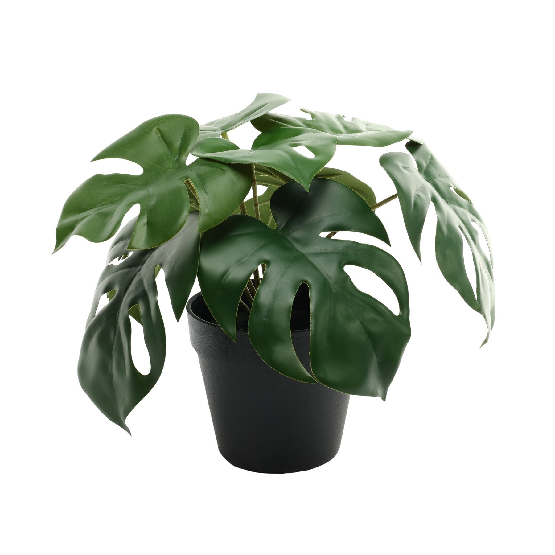 View Monstera Potted Houseplant 23cm information