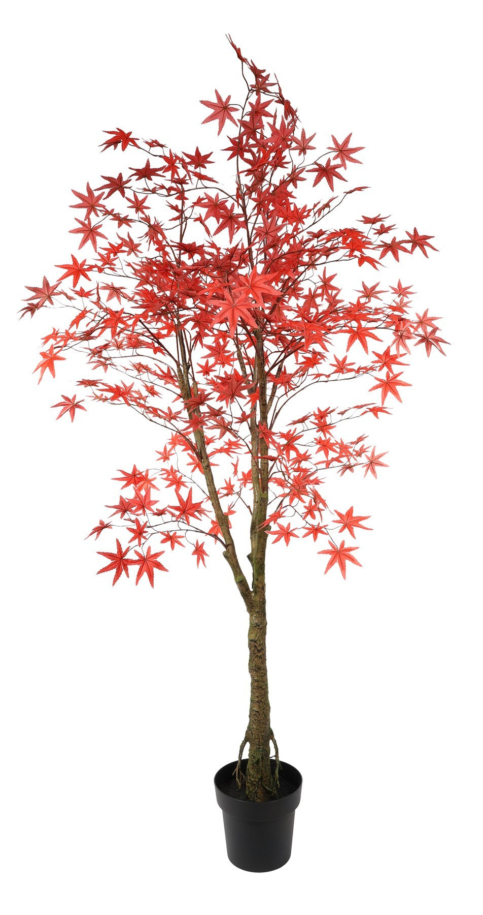 View Glamis Potted Maple Tree 160cm information