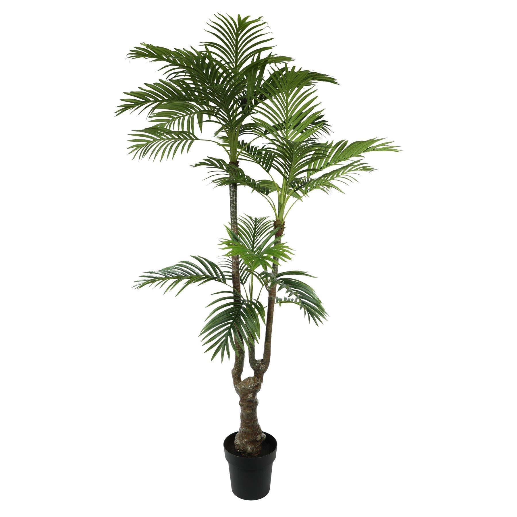 View Palm Potted House Plant 175cm information