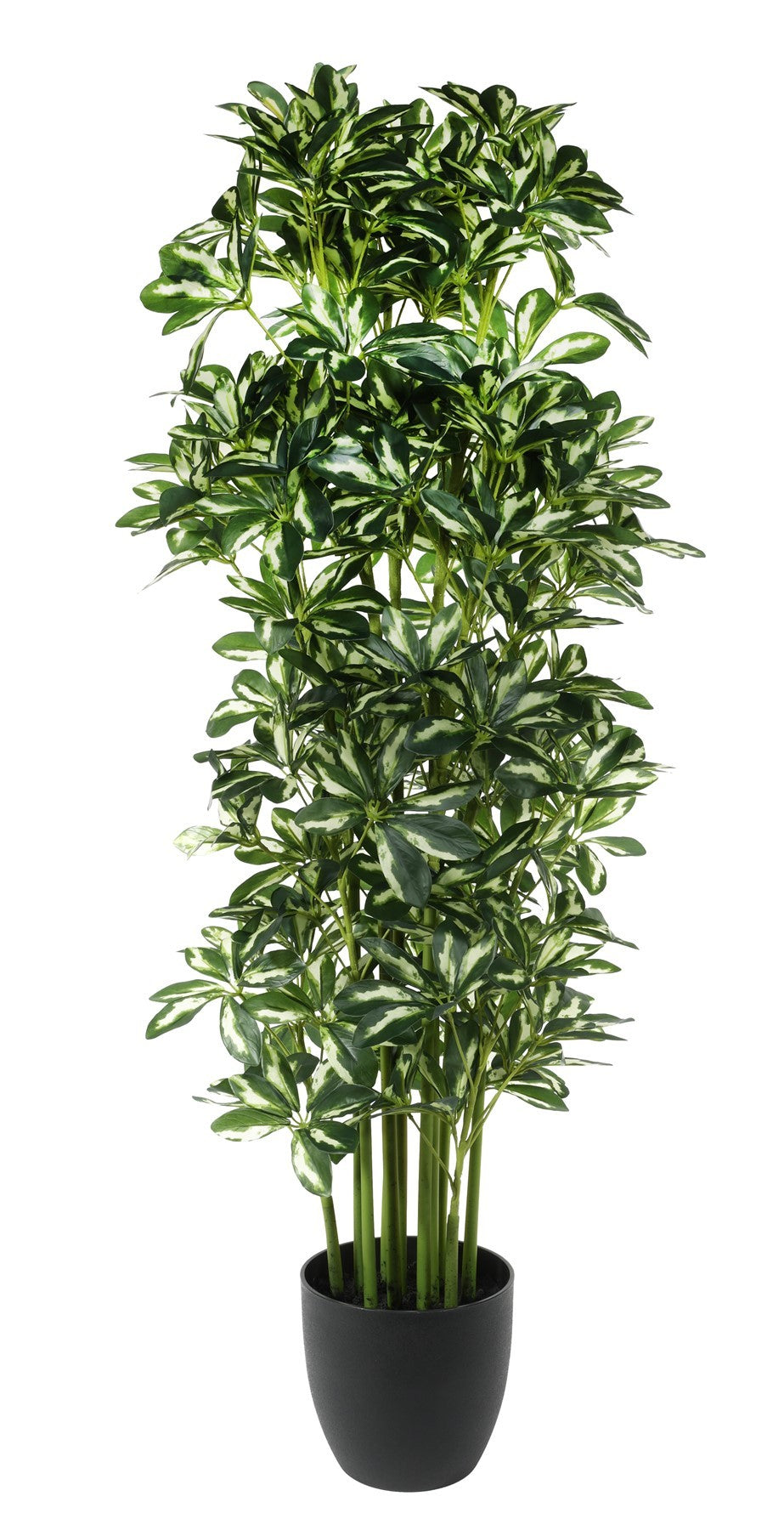 View Schefflera Potted House Plant 120cm information