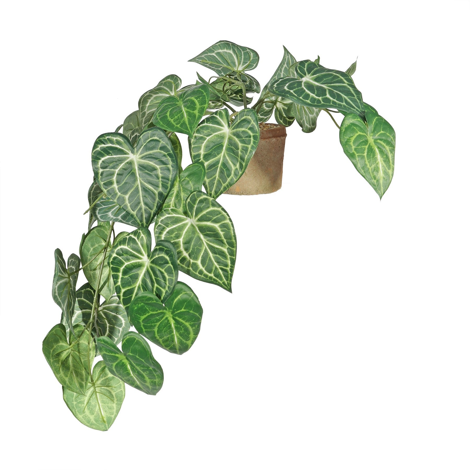View Trailing Syngonium Houseplant in Terracotta Pot 80cm information