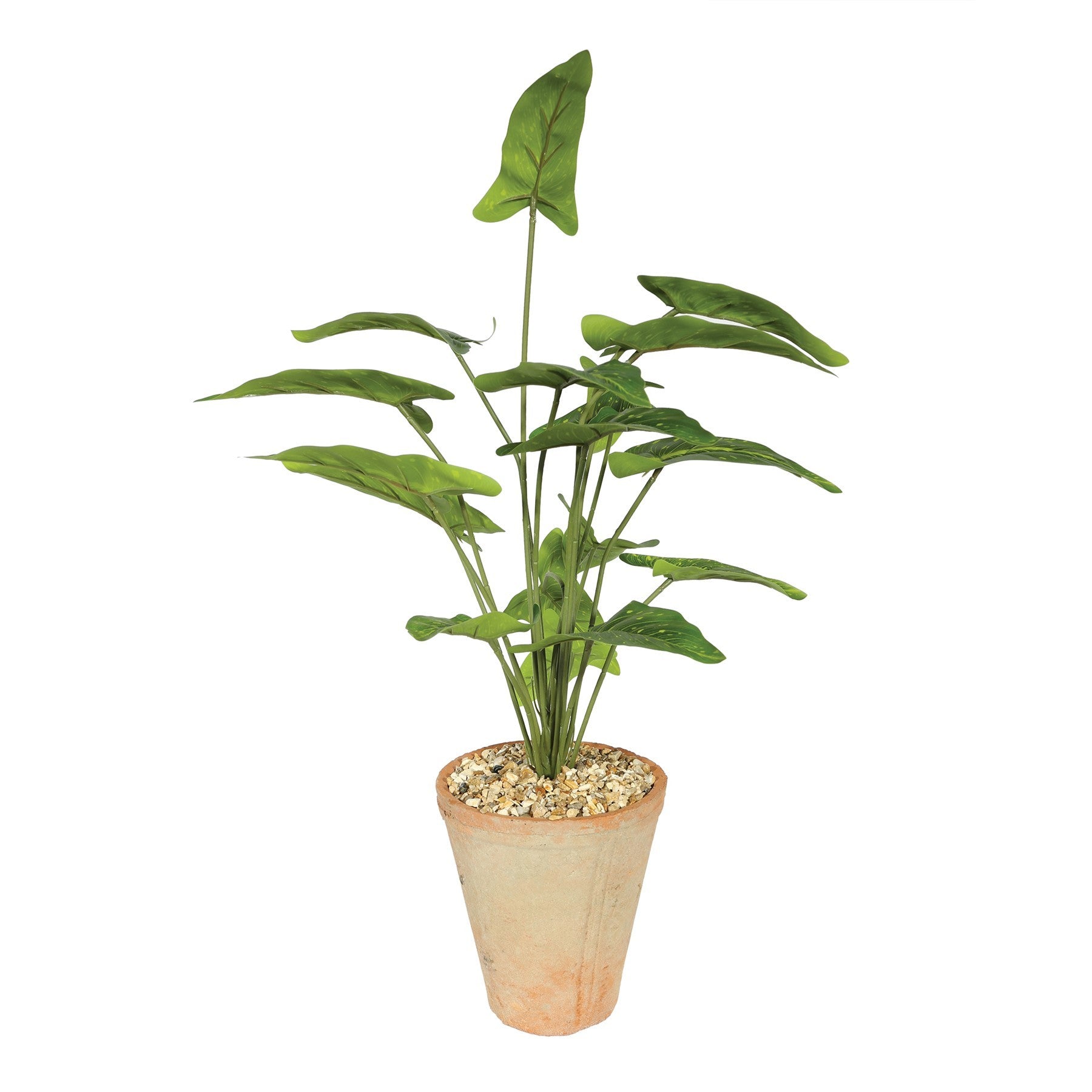 View Syngonium Houseplant in Terracotta Pot 46cm information