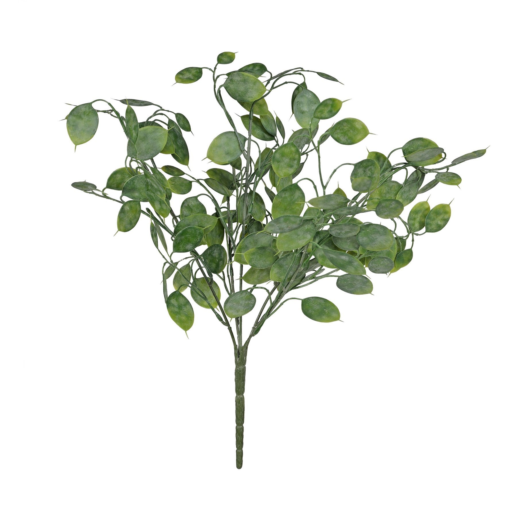 View Botanica Honesty Leaf Bush 43cm information