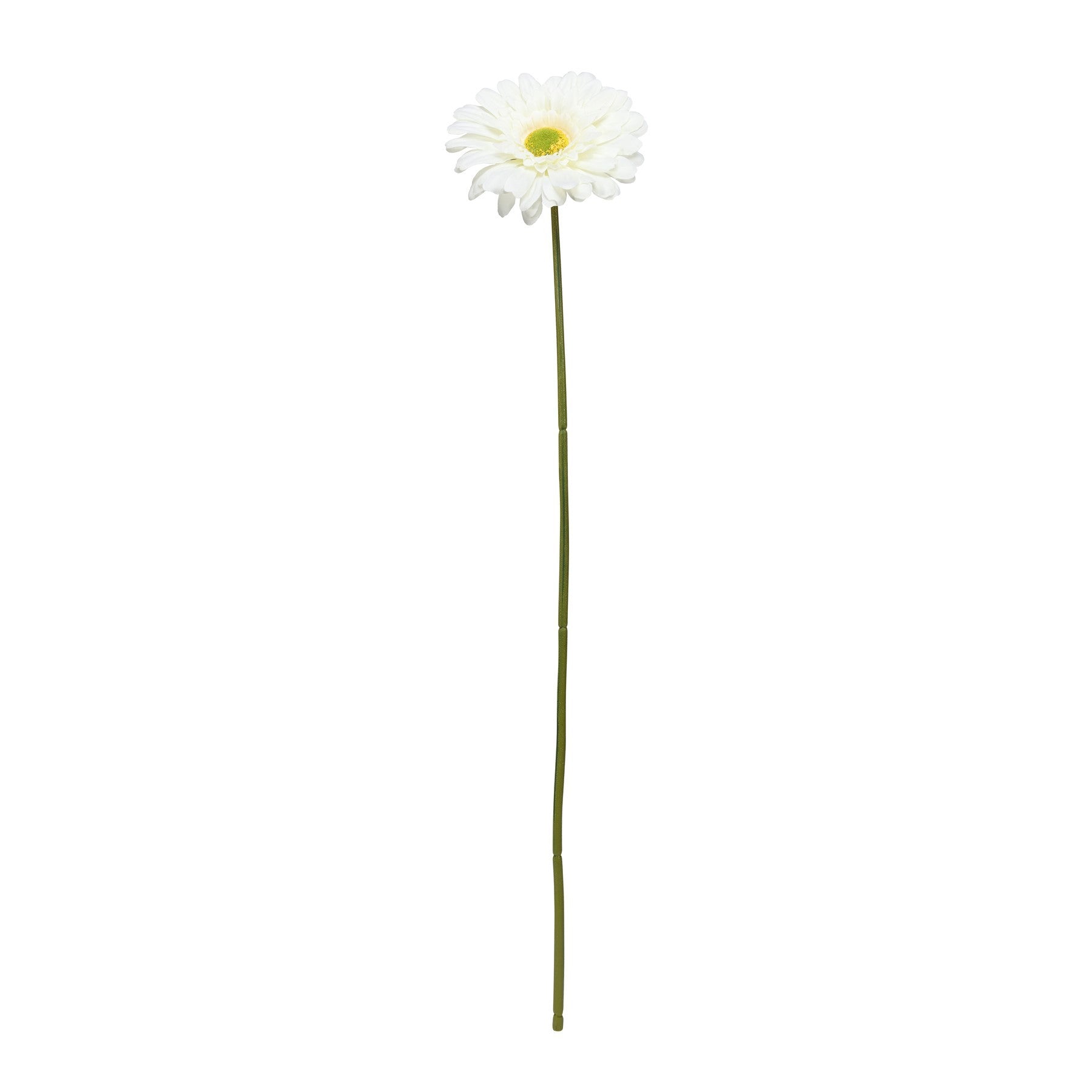 View Cream Gerbera Stem 72cm information