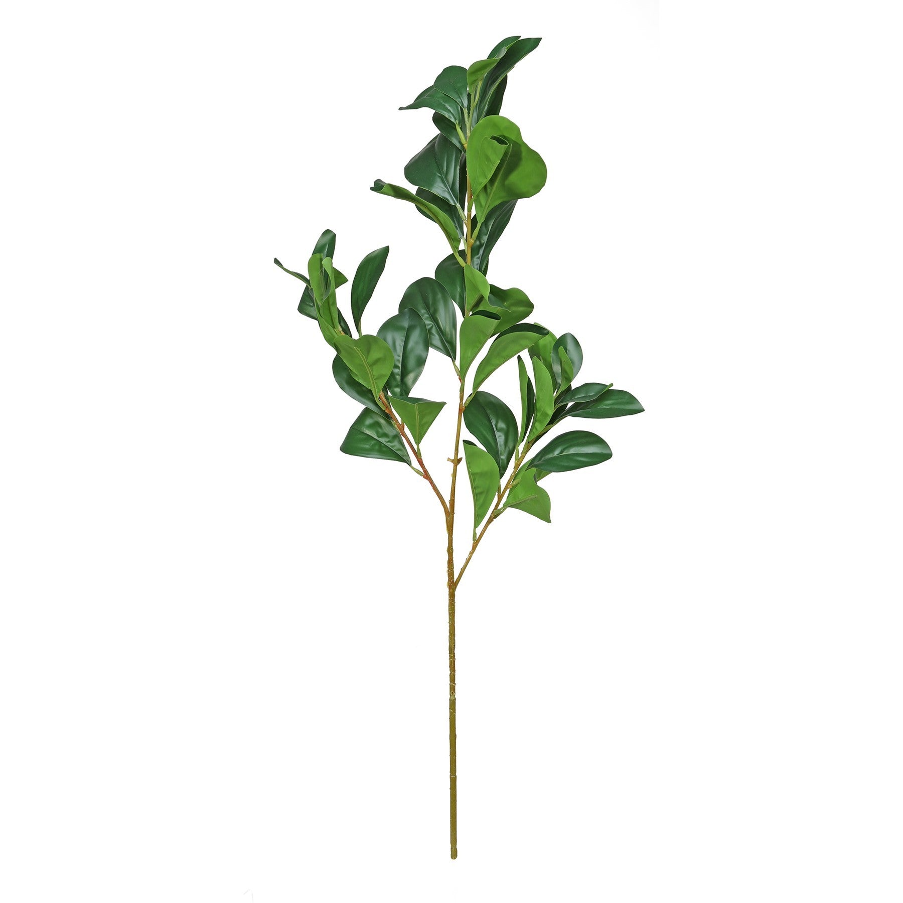 View Essential Green Hard Ruscus information