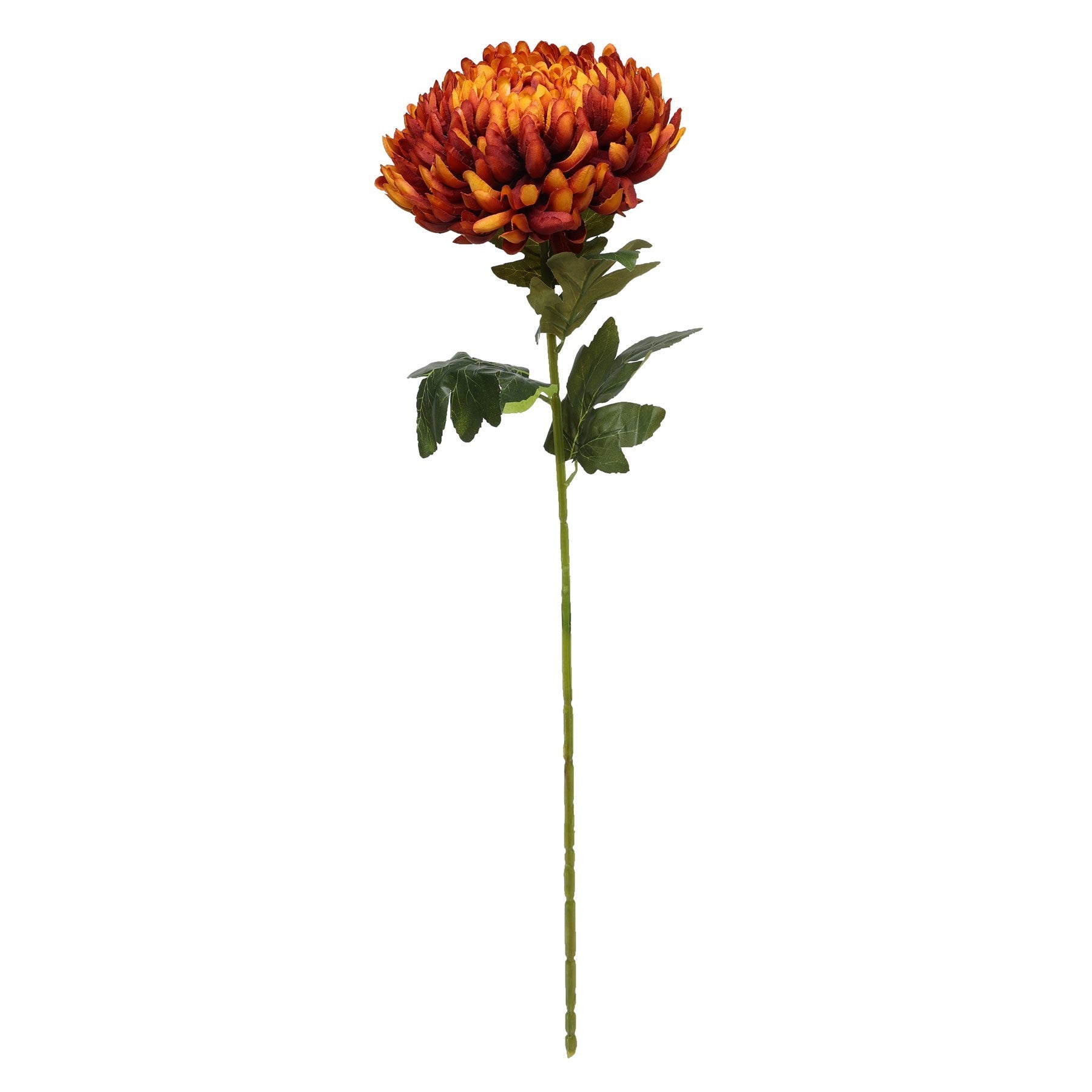 View Chrysanthemum Dark Orange information
