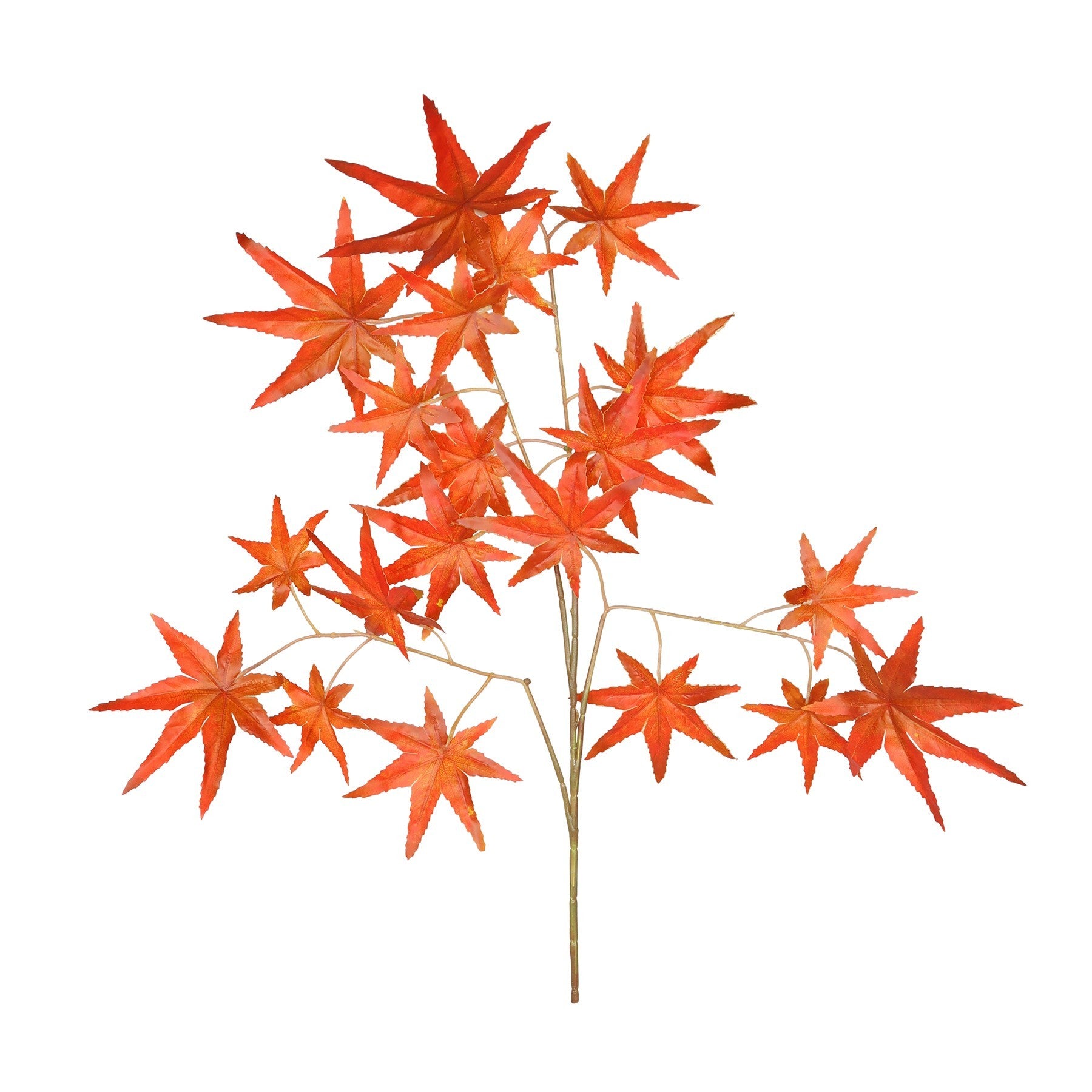 View Essential Red Autumn Maple 12 information