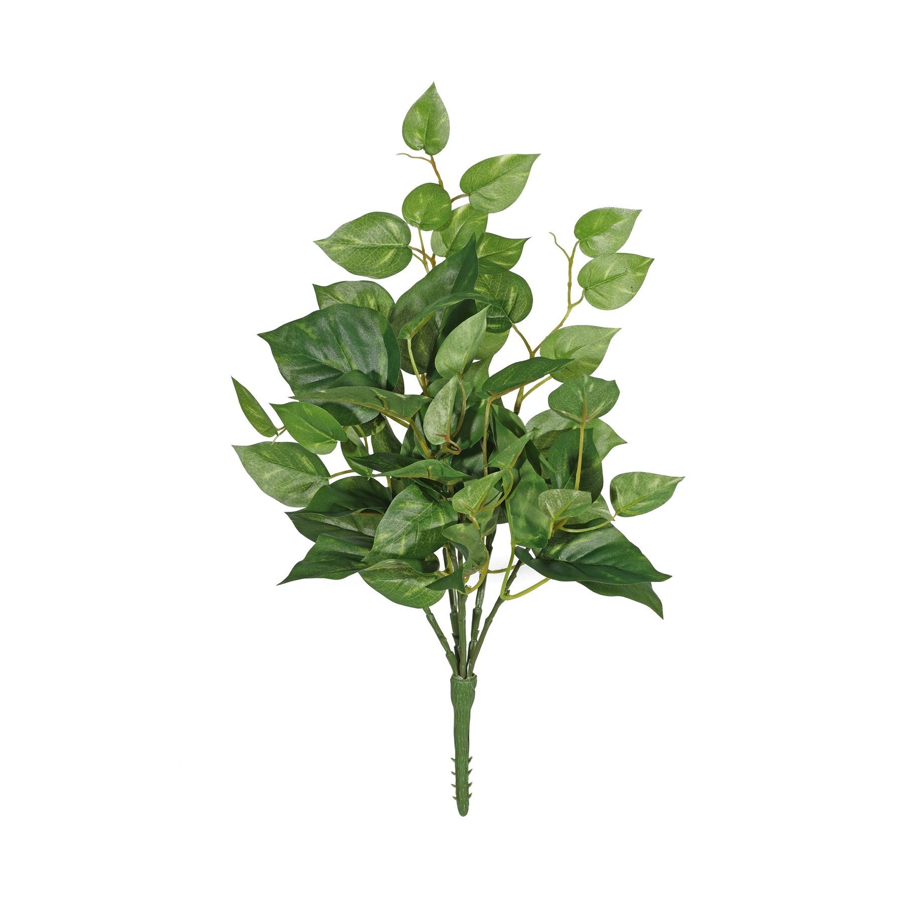 View Pothos Bush 56cm information