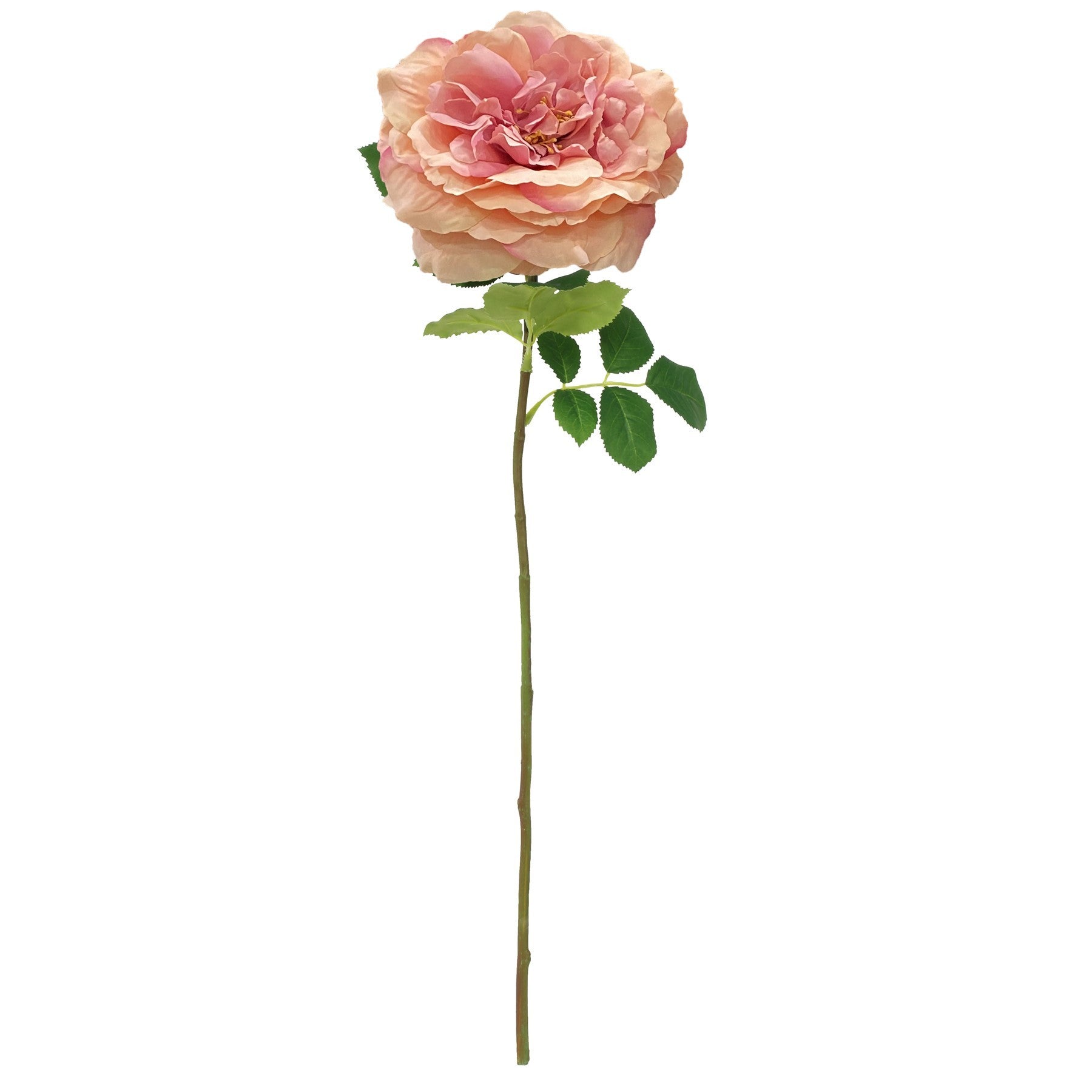 View Balmoral Wild Pink Rose 65cm information