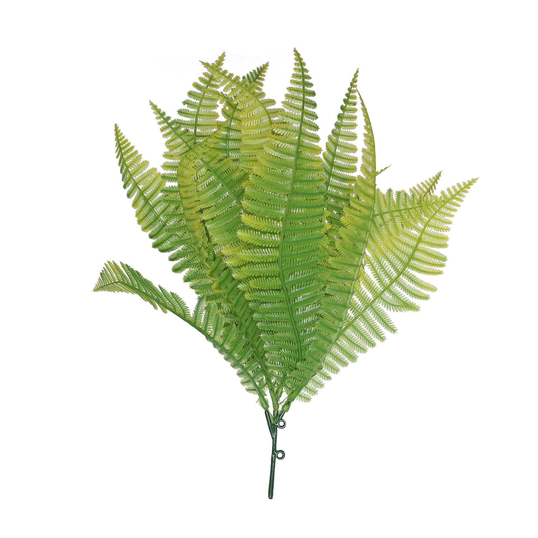 View Light Green Shady Fern 30cm information