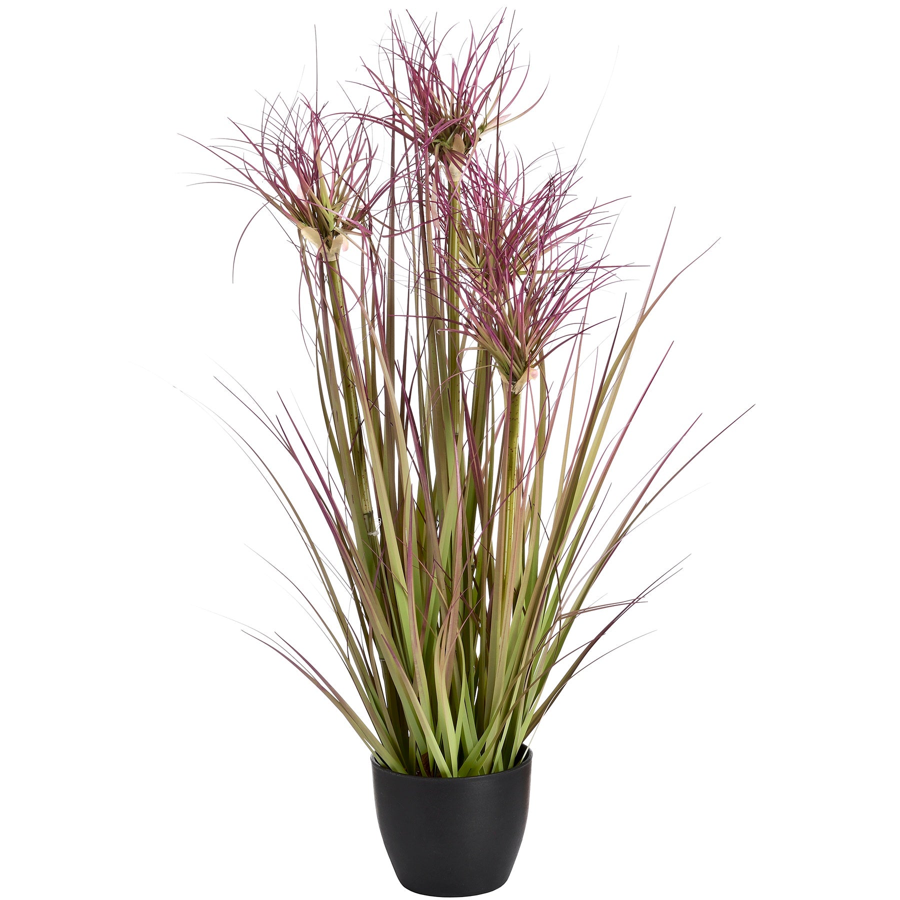 View Water Bamboo Grass 24 Inch information