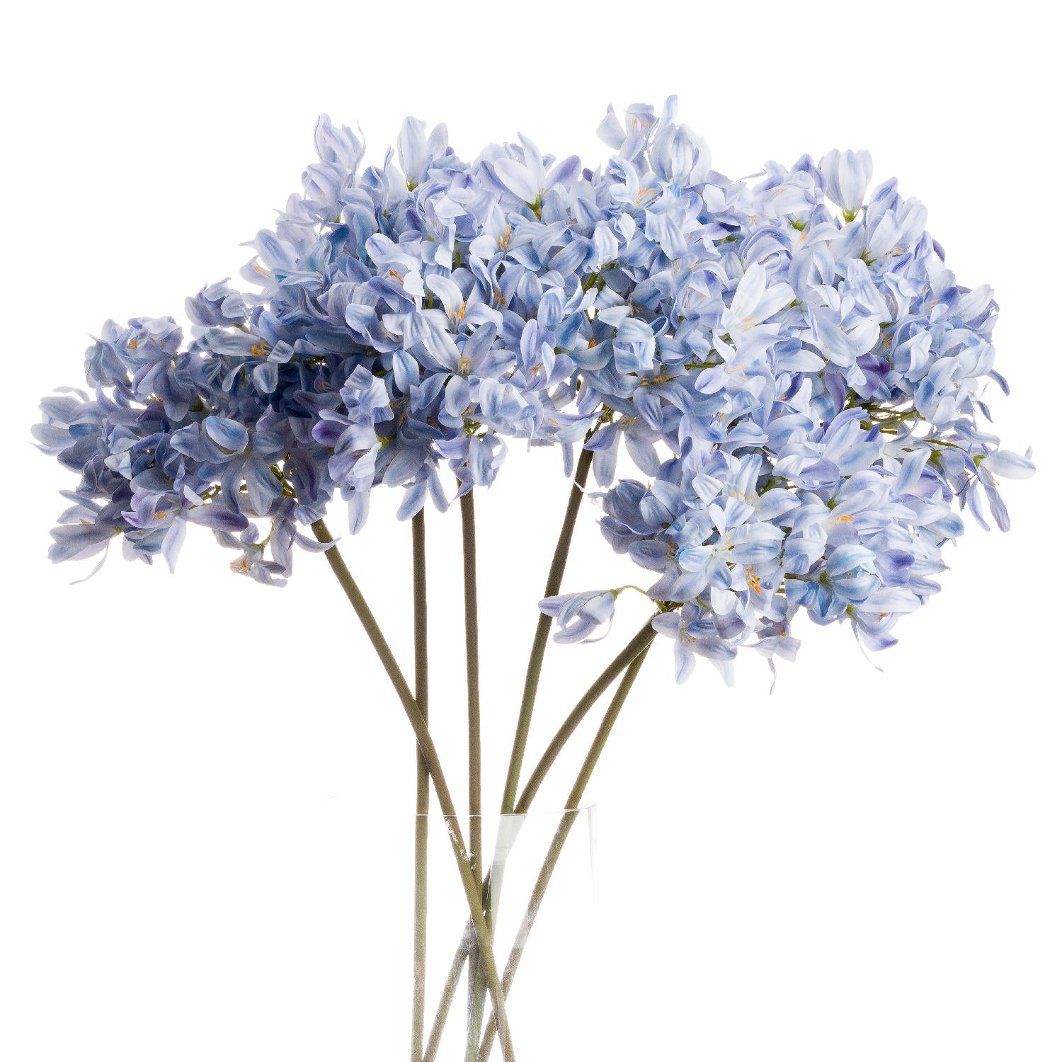 View Light Blue Large Headed Agapanthus information