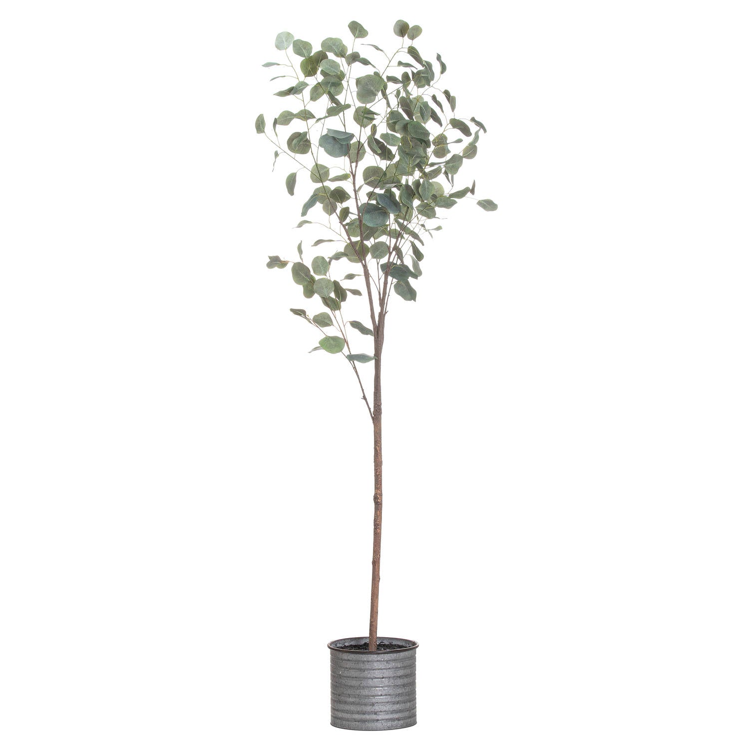 View Large Eucalyptus Tree In Metallic Pot information