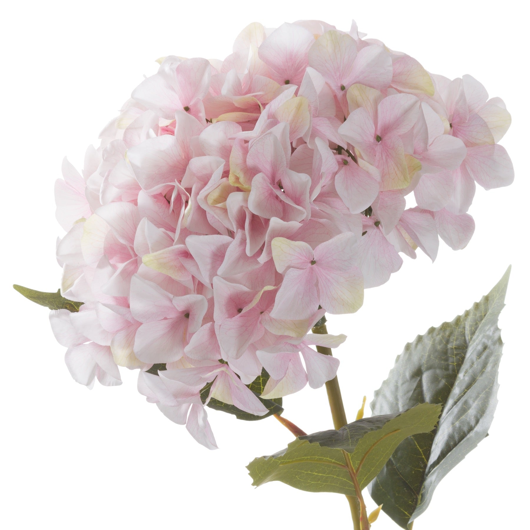 View Giant Pink Hydrangea information