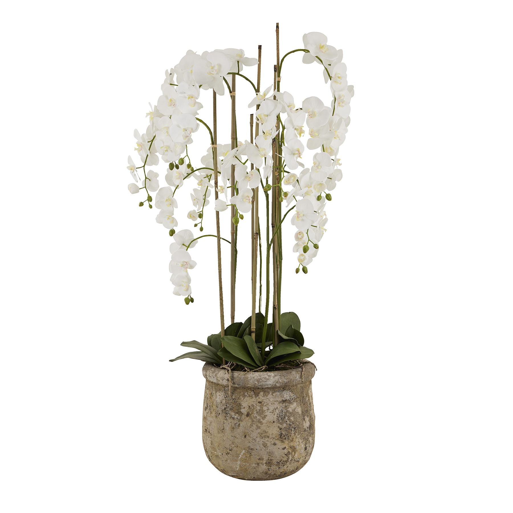 View Large White Orchid In Antique Stone Pot information