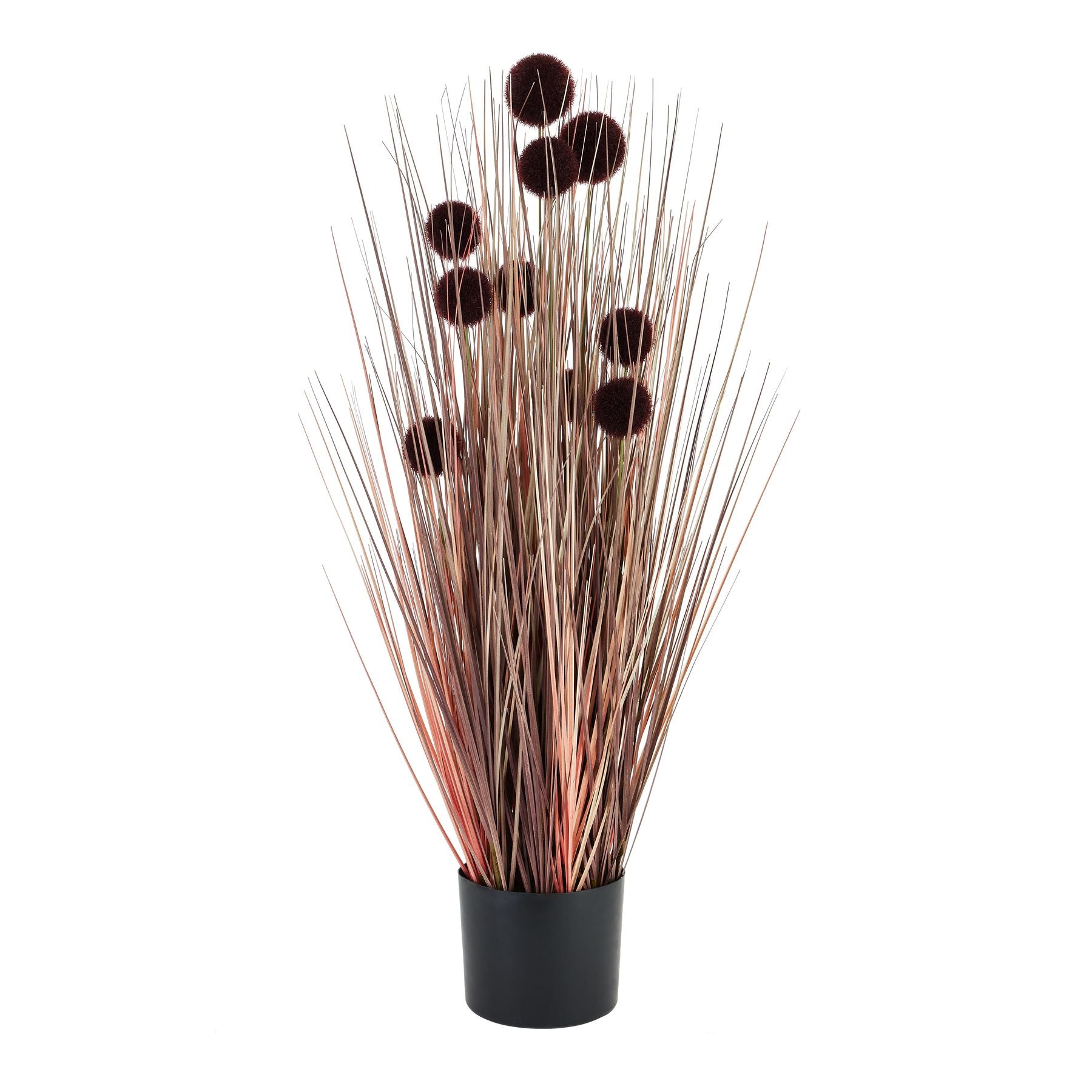 View Large Burgundy Pompom Alliums In Black Pot information