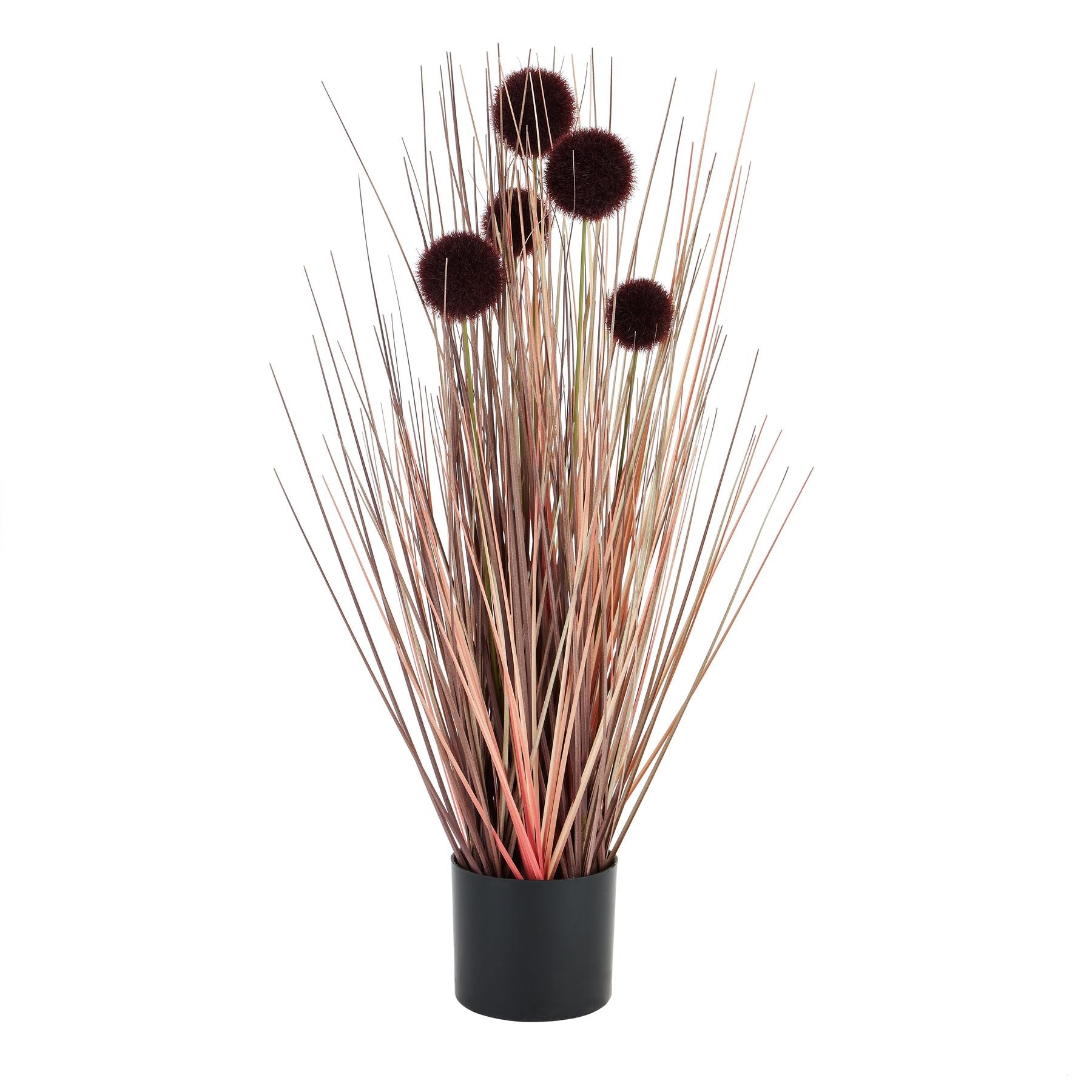 View Burgundy Pompom Alliums In Black Pot information