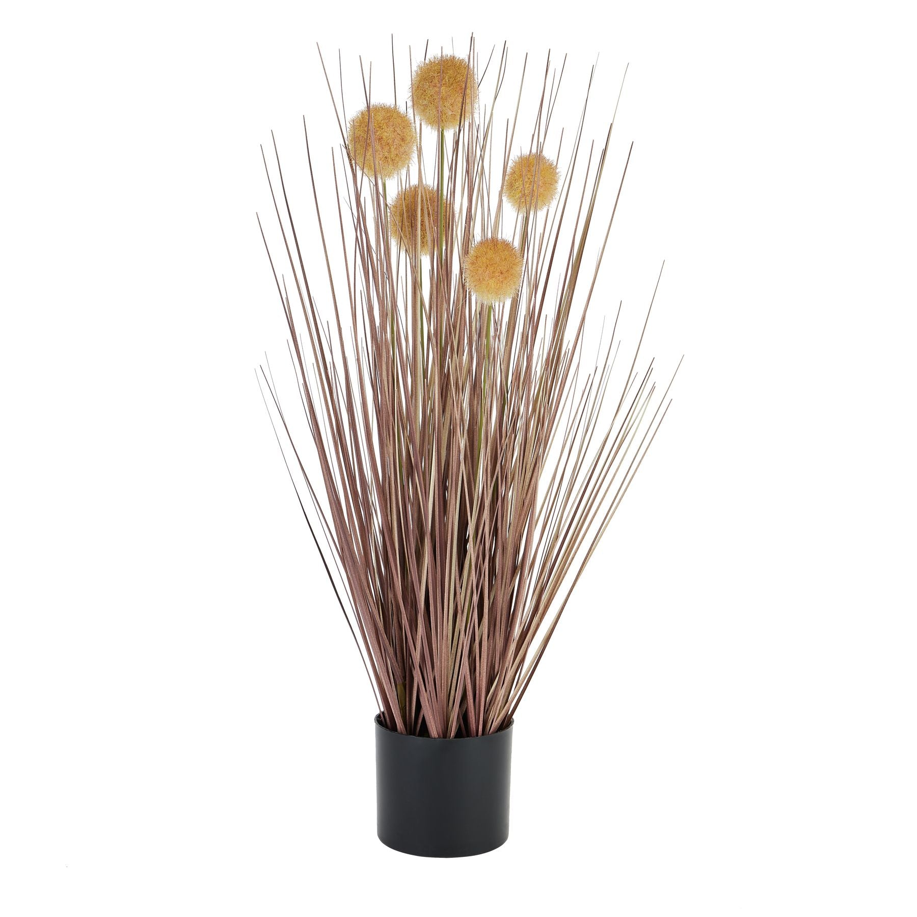 View Coffee Pompom Alliums In Black Pot information