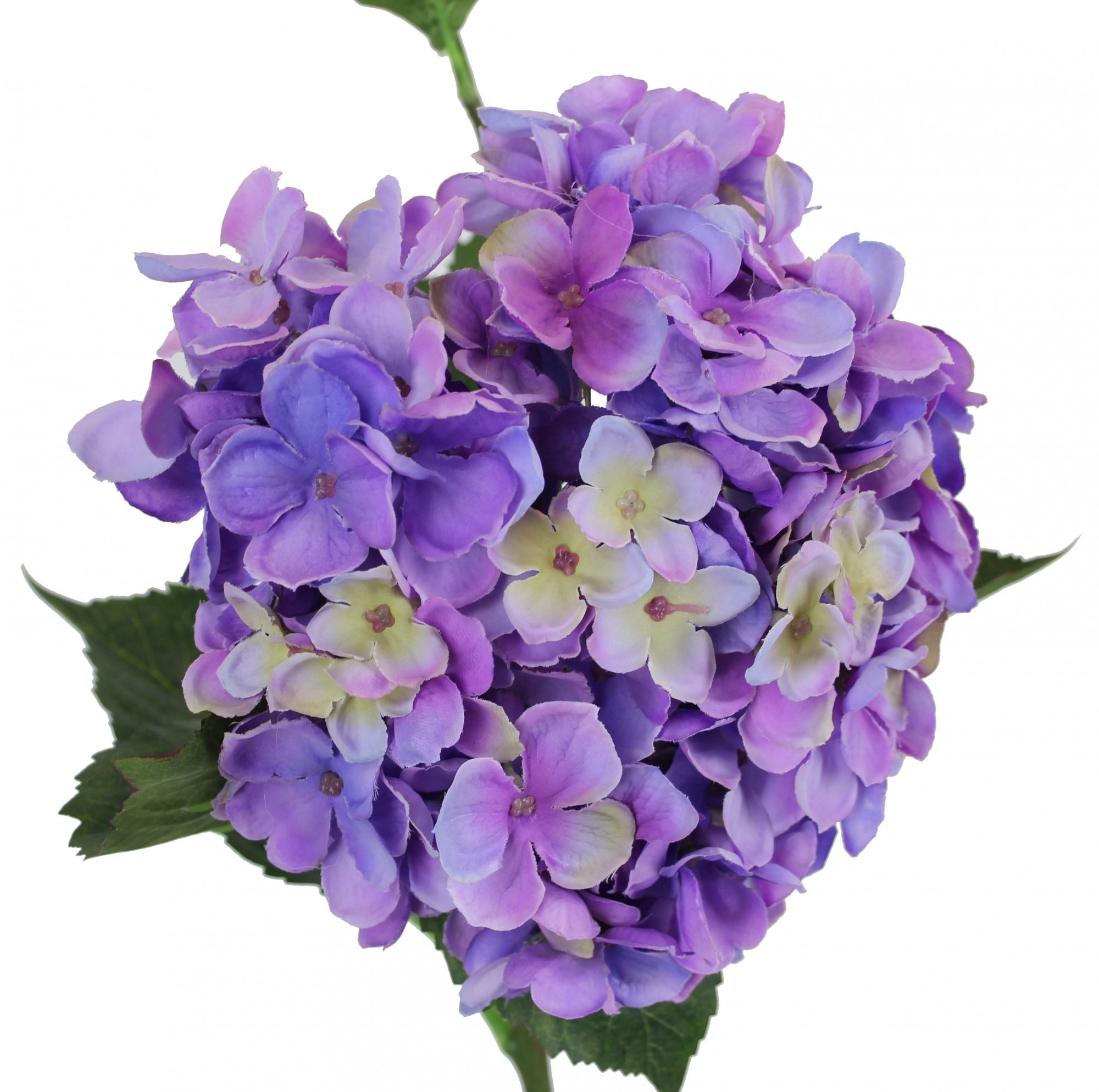 View Large Hydrangea Lilac information