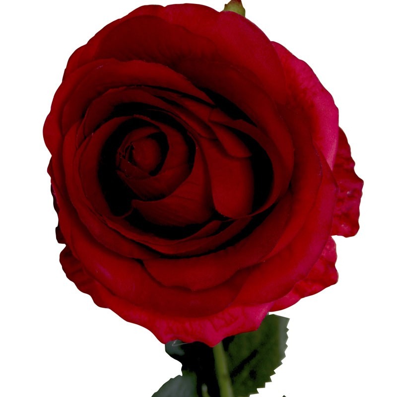 View Small Camelot Open Rose Scarlet Red information