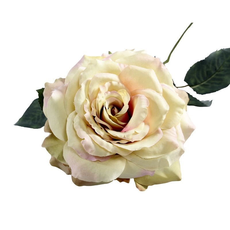 View 74cm Single Aidde Rose Cream Blush information