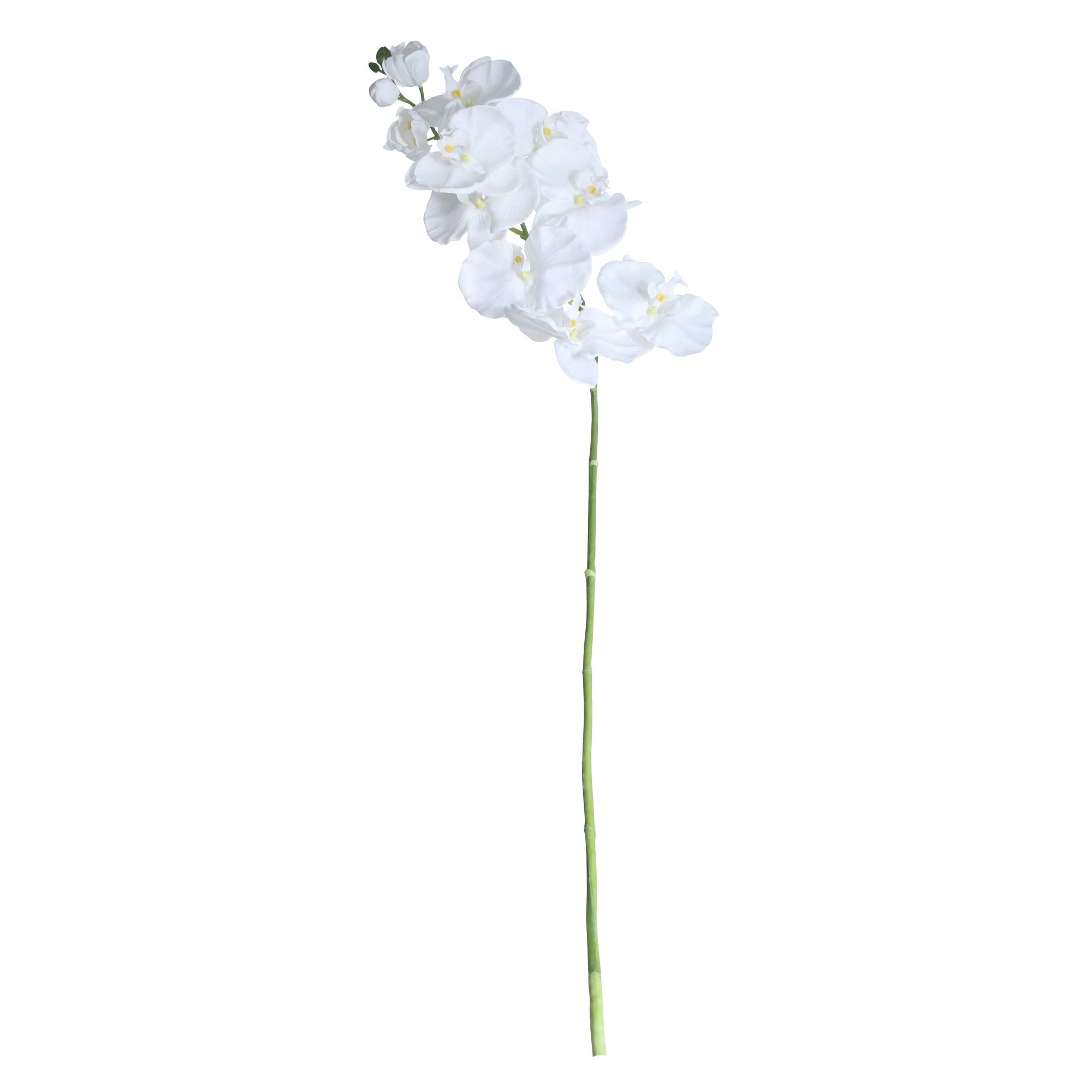 View Large Phalaenopsis Spray in White information