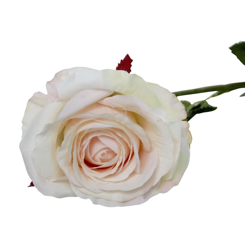 View Small Camelot Open Rose Champagne information