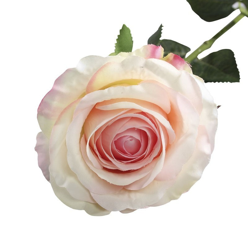View Small Camelot Open Rose Cream Pink information