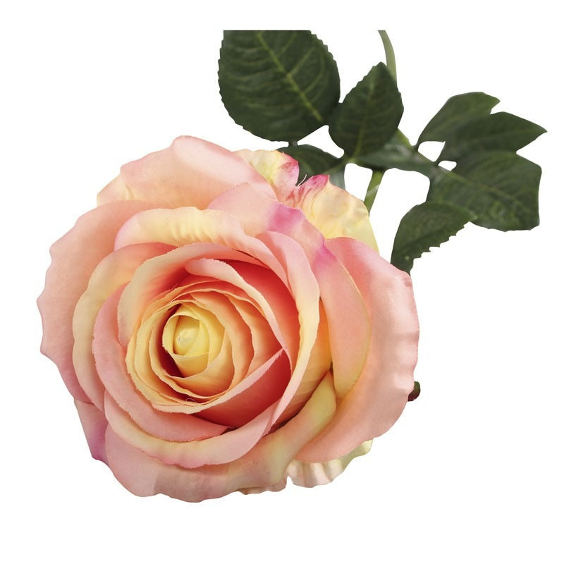 View Small Camelot Open Rose Peach information