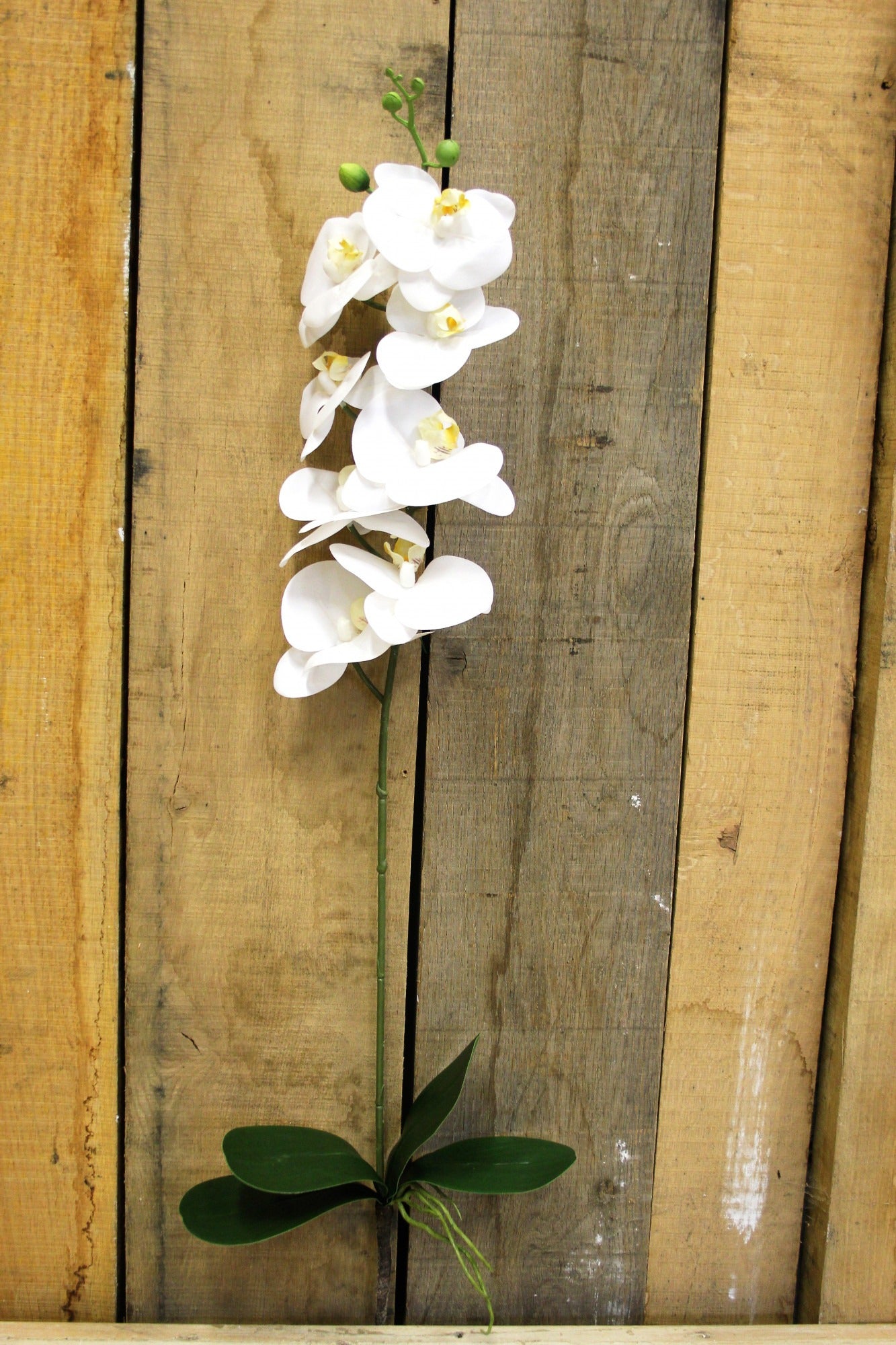 View White Phalaenopsis Spray 335 inch information