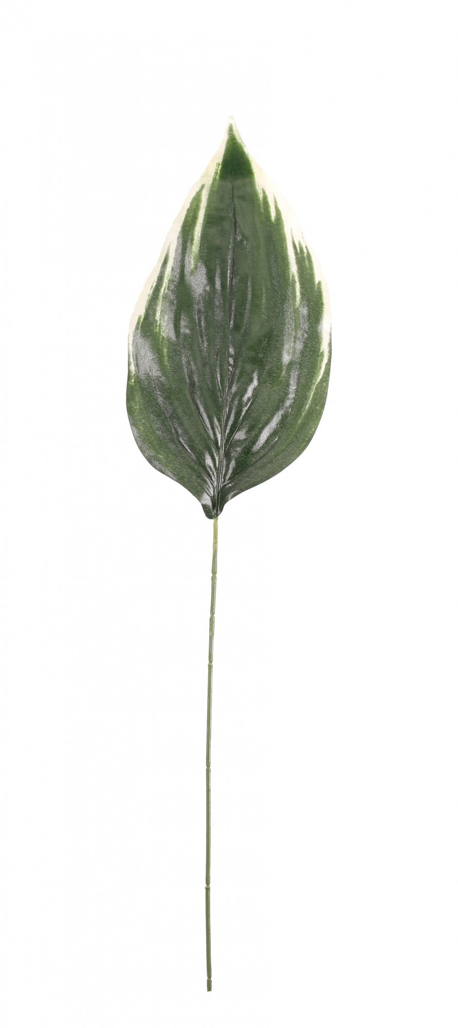 View Green Hosta Single Leaf 26 inch information