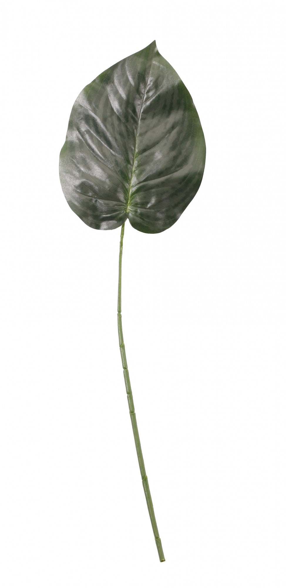 View Green Hosta Single Leaf 23 inch information