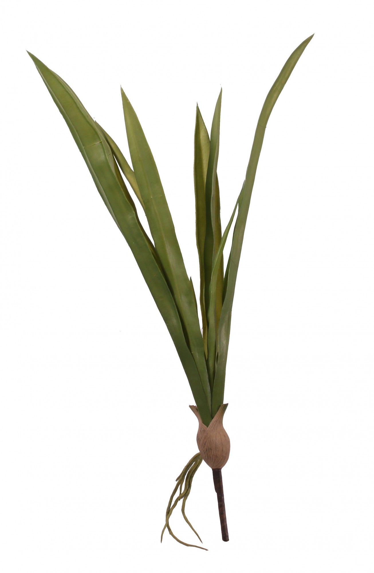 View Cymbidium Leaves 23 inch information