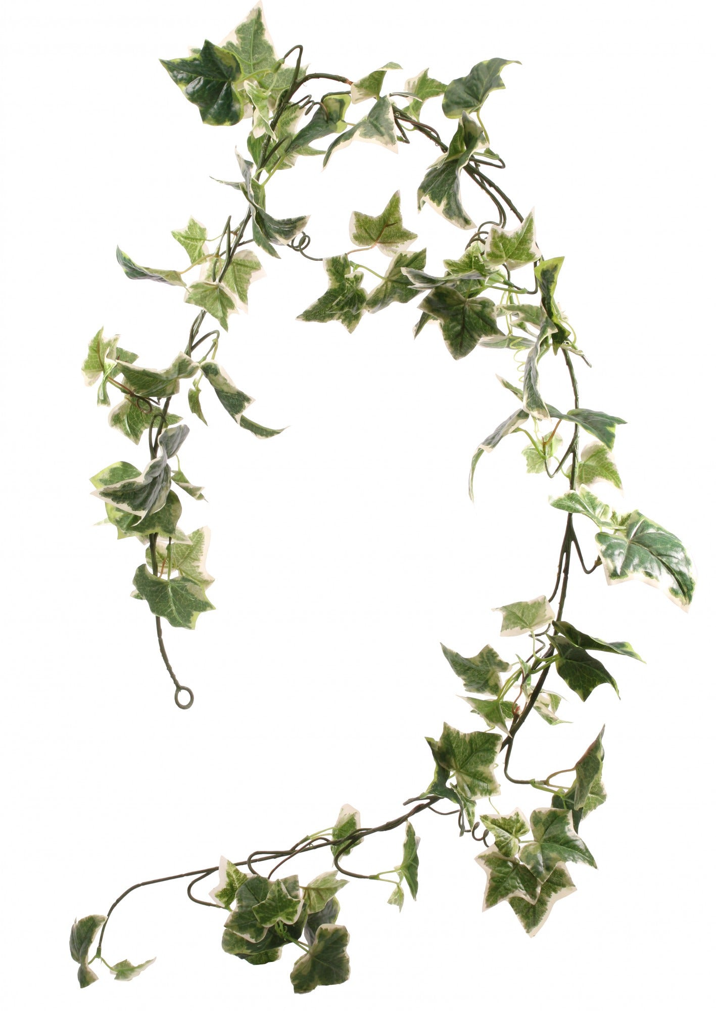 View Holland Ivy Garland 6ft information