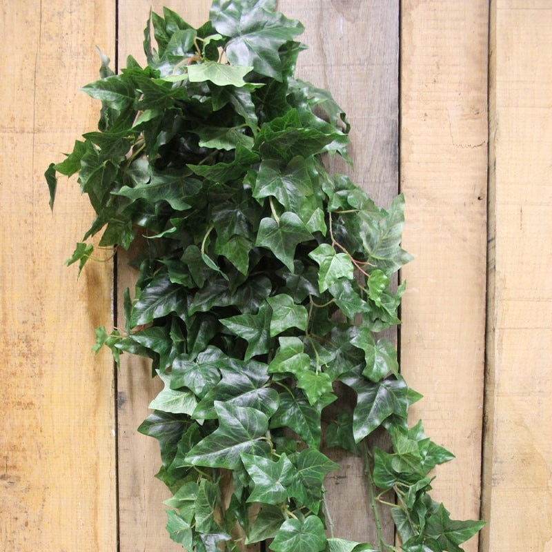 View 54 inch English Ivy Hanging Bush information