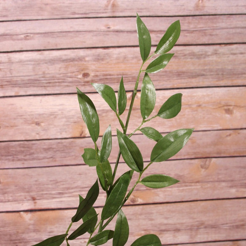 View 74cm Ruscus Spray information