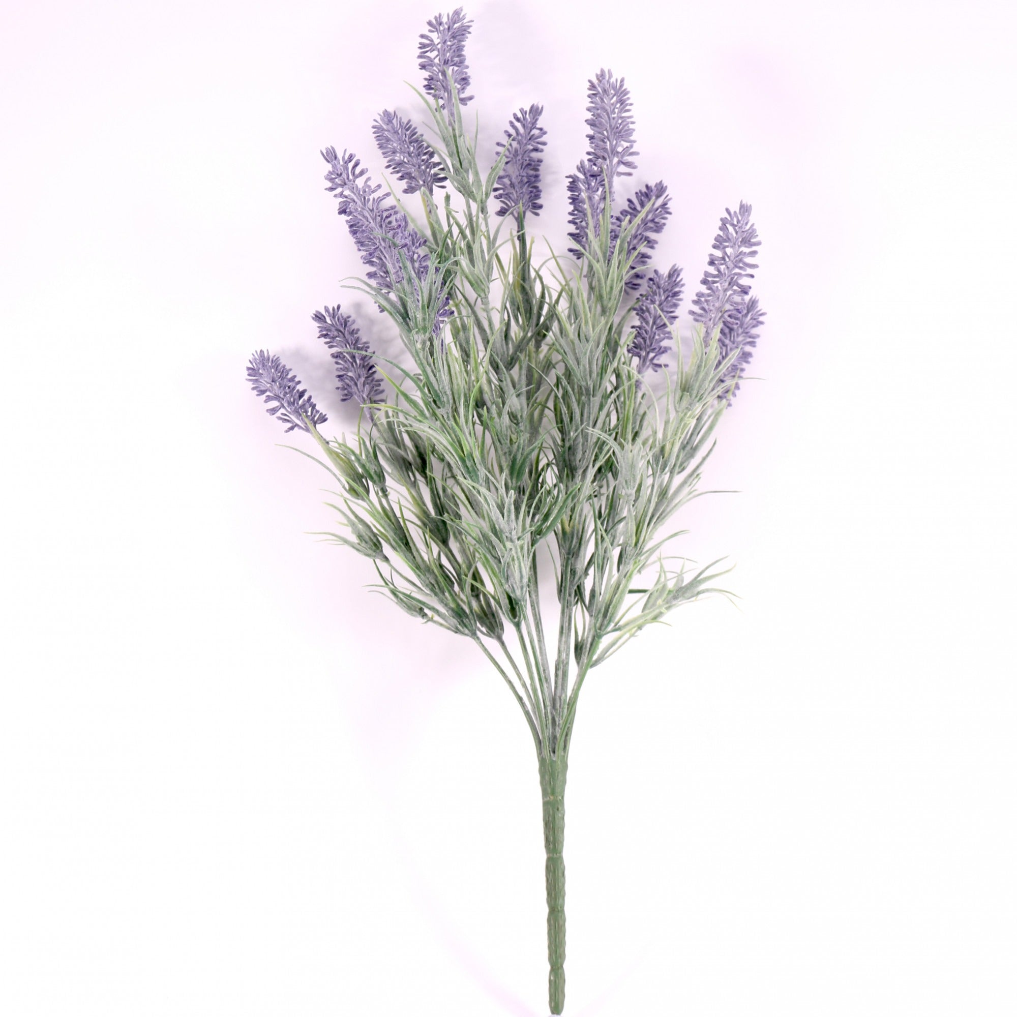 View Lavender Plant information