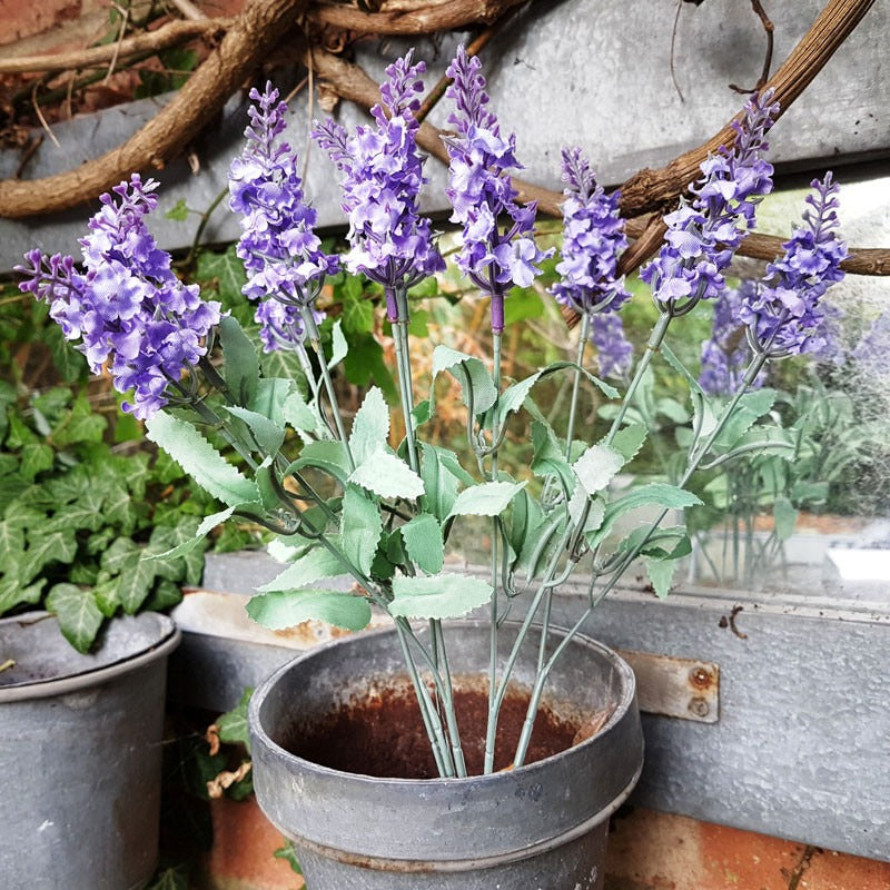 View Flowering Lavender Bunch Lilac information